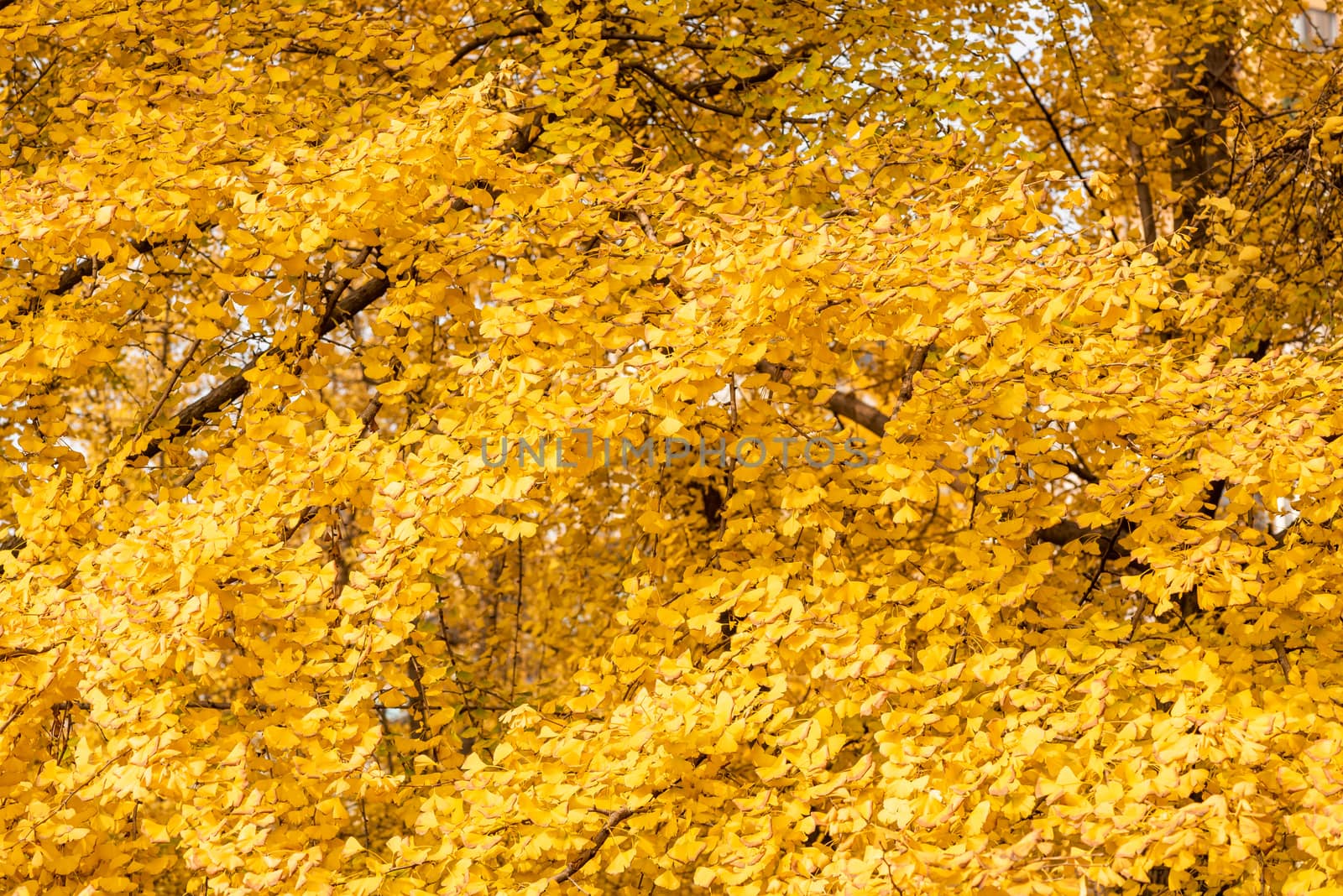 Gingko trees with yellow leaves in autumn background in Chengdu, Sichuan province, China