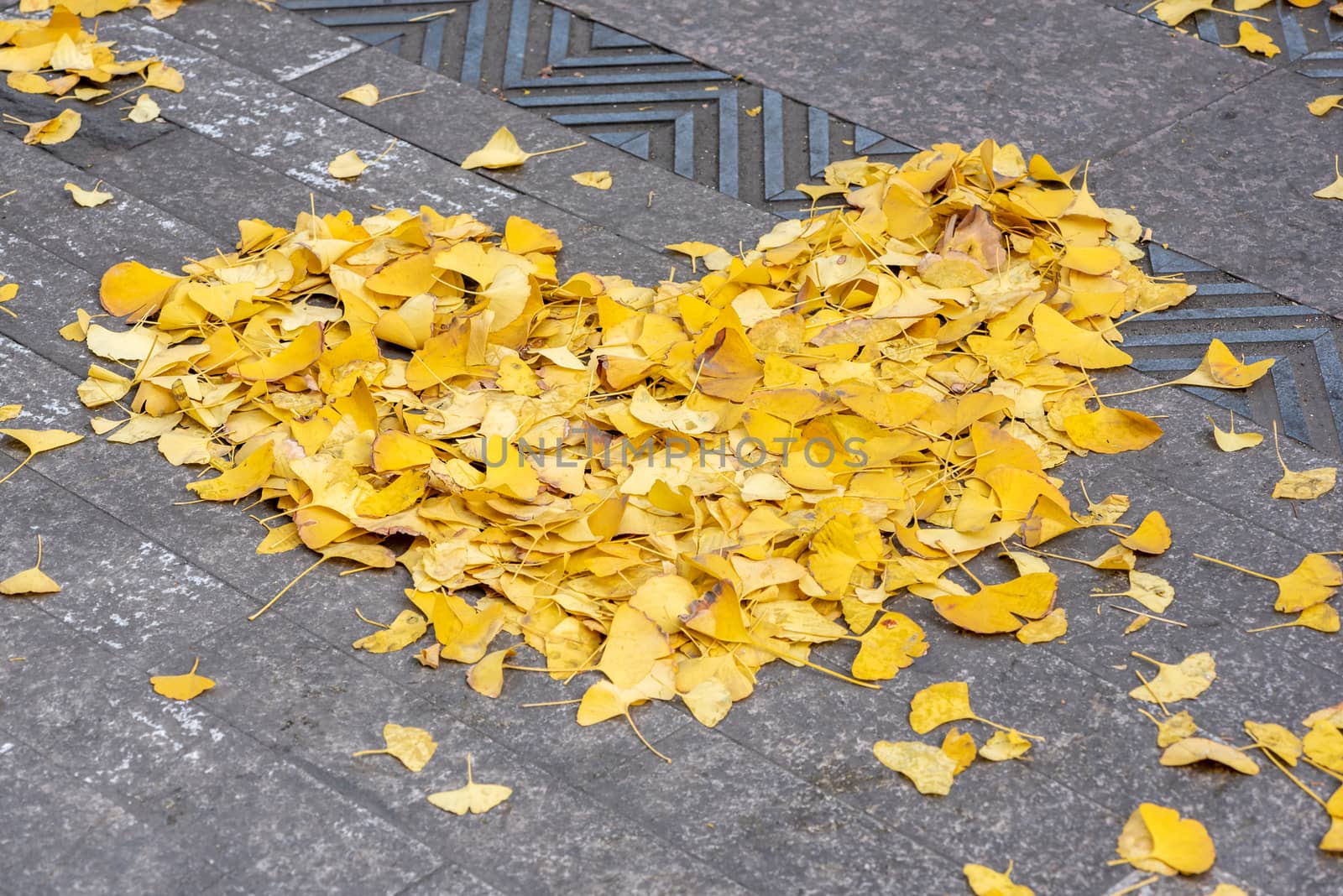 Heart shape made of yellow gingko leaves in the street in autumn in Chengdu, Sichuan province, China