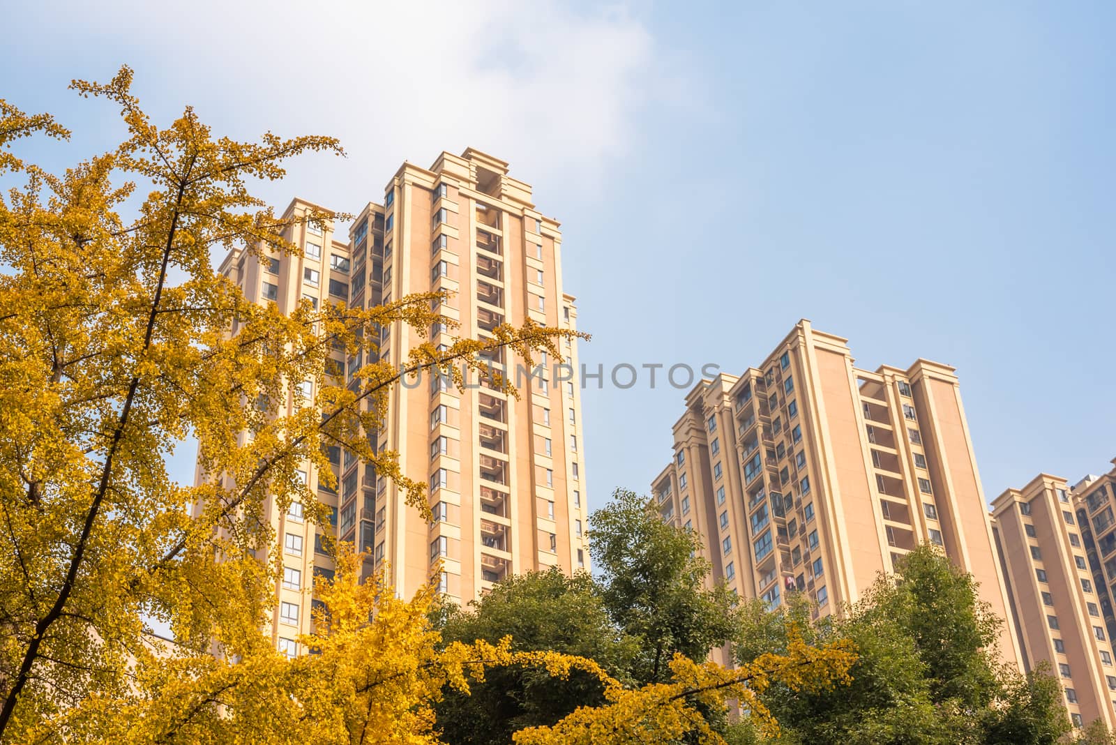 Gingko trees with yellow leaves in autumn against buildings and blue sky and white clouds in Chengdu, Sichuan province, China