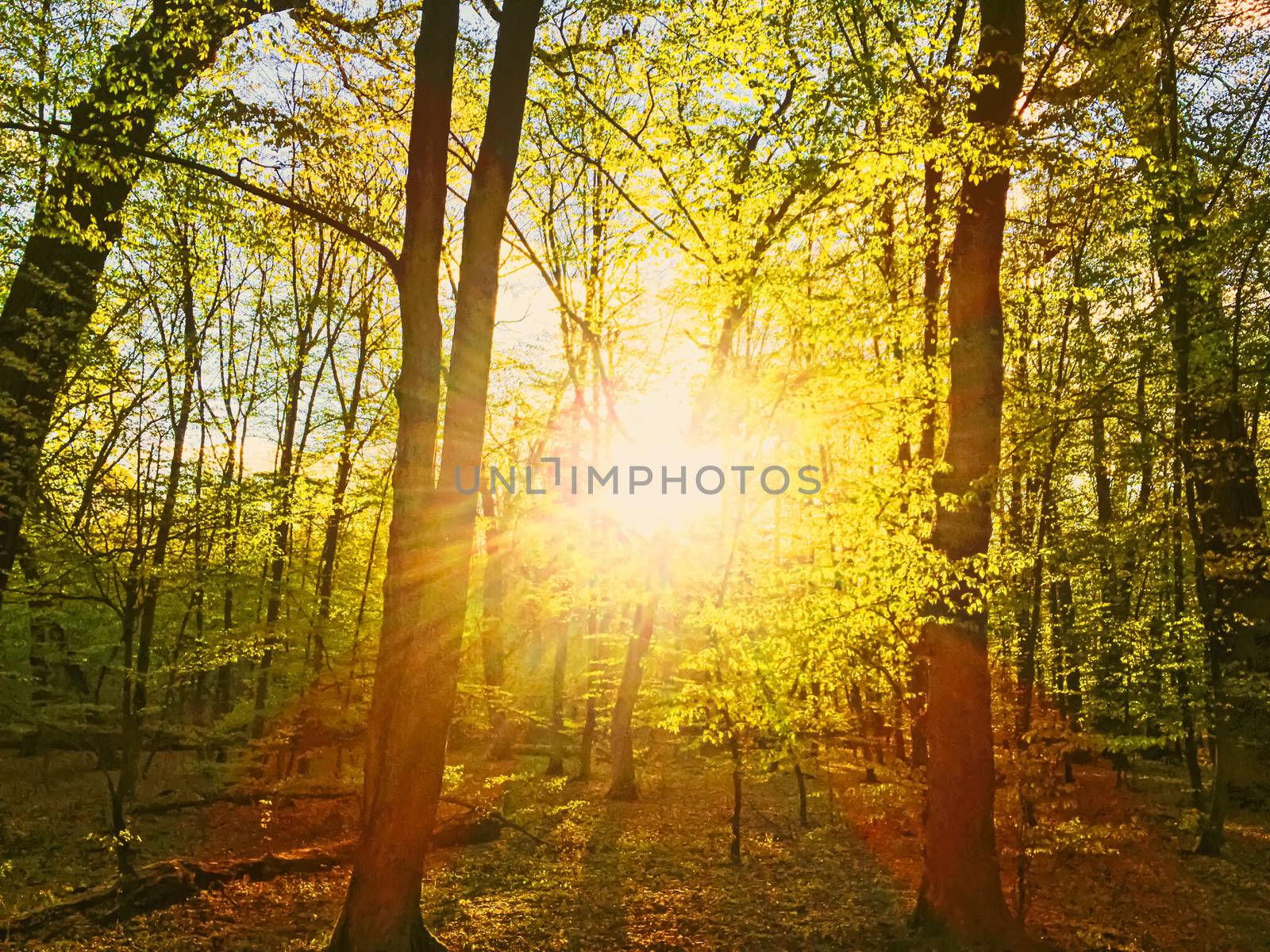 Spring forest landscape at sunset or sunrise, nature and environment