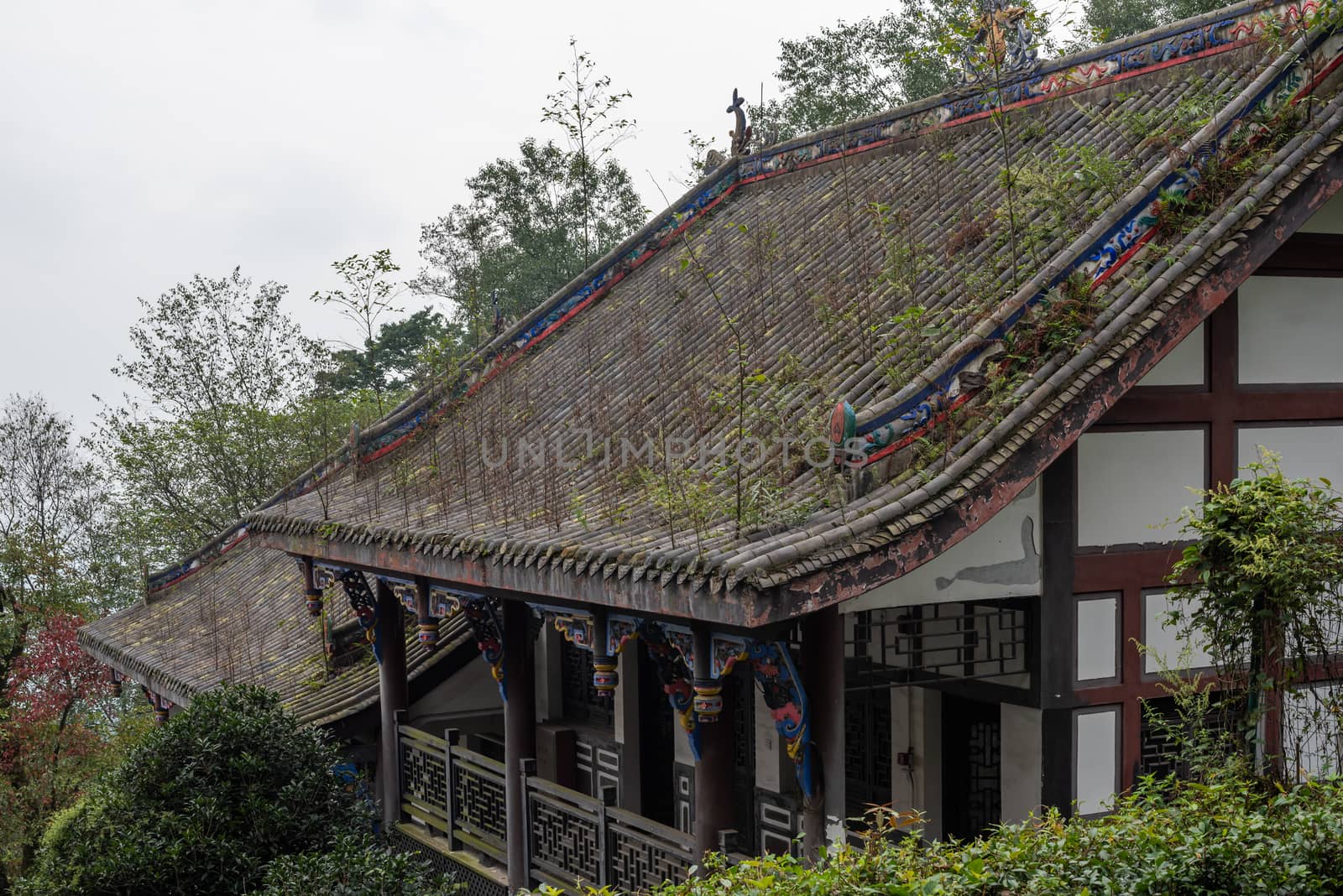 Vegetation growing on the roof of an old building in the mountain in QingChengShan, Sichuan Province, China