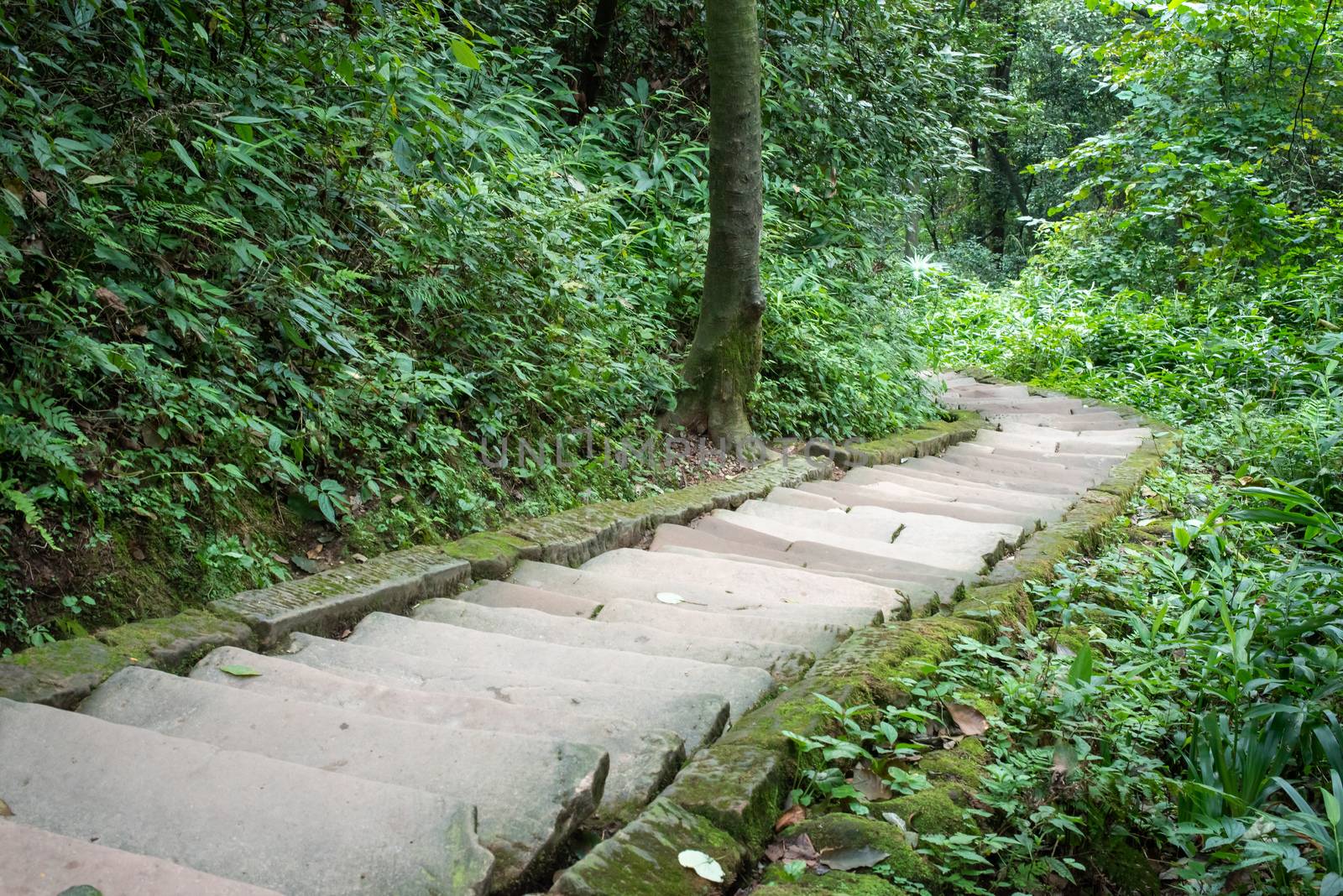 Rock stair steps in the mountain in QingChengShan, Sichuan Province, China