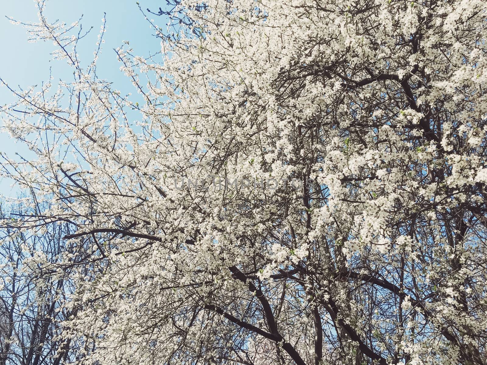 Blooming apple tree flowers in spring as floral background by Anneleven