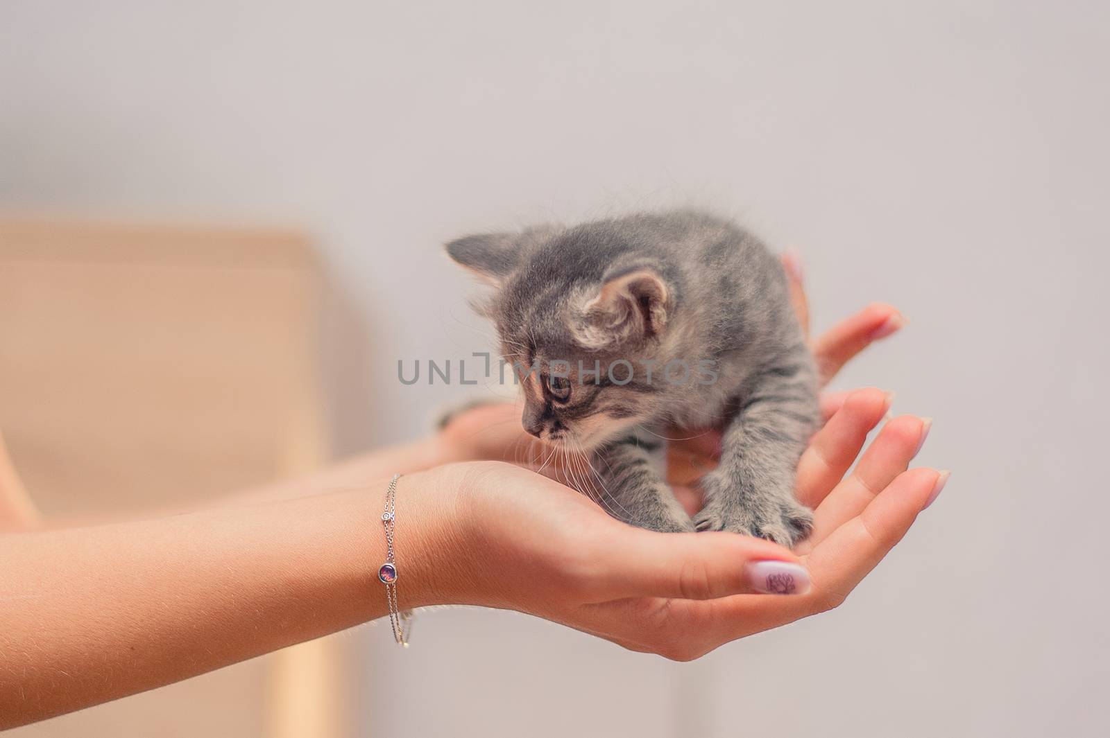Cute Gray kitten sits on female hands