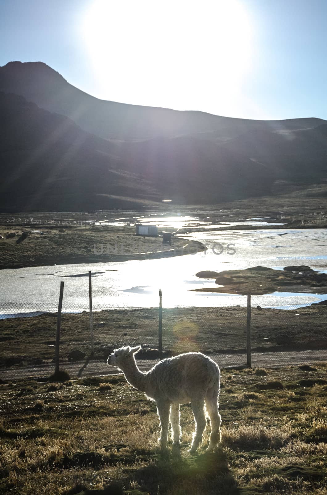 Llama in Cerro of Pasco - Peru