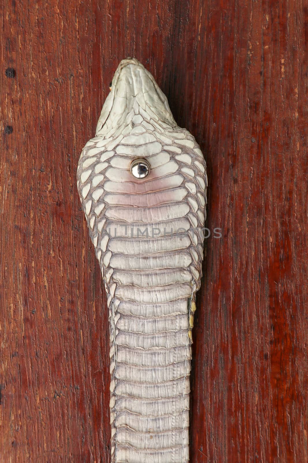 Tanned skin of Ophiophagus hannah. Close up of belt of the most venomous snake on Bali island in Indonesia. Product from leather workshop. King cobra also known as hamadryad, species of venomous snake