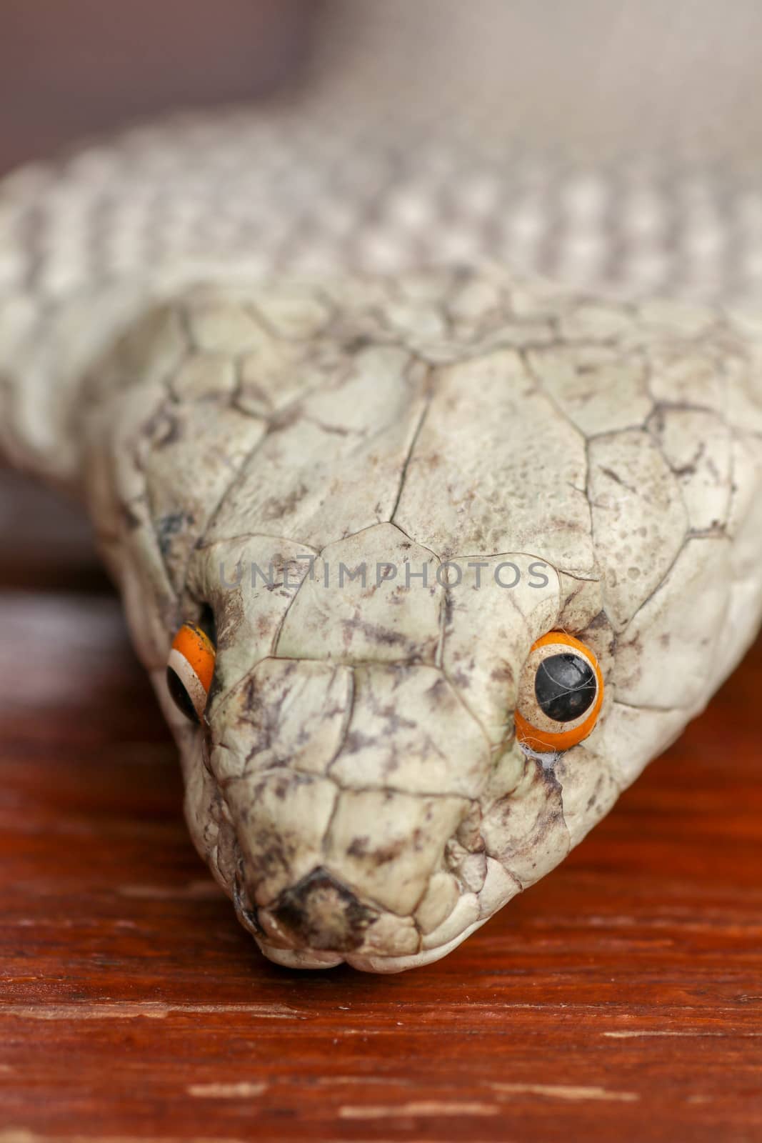 A close up head of a King Cobra. Tanned skin of Ophiophagus hannah. Belt of the most venomous snake on Bali island in Indonesia. Product from leather workshop.