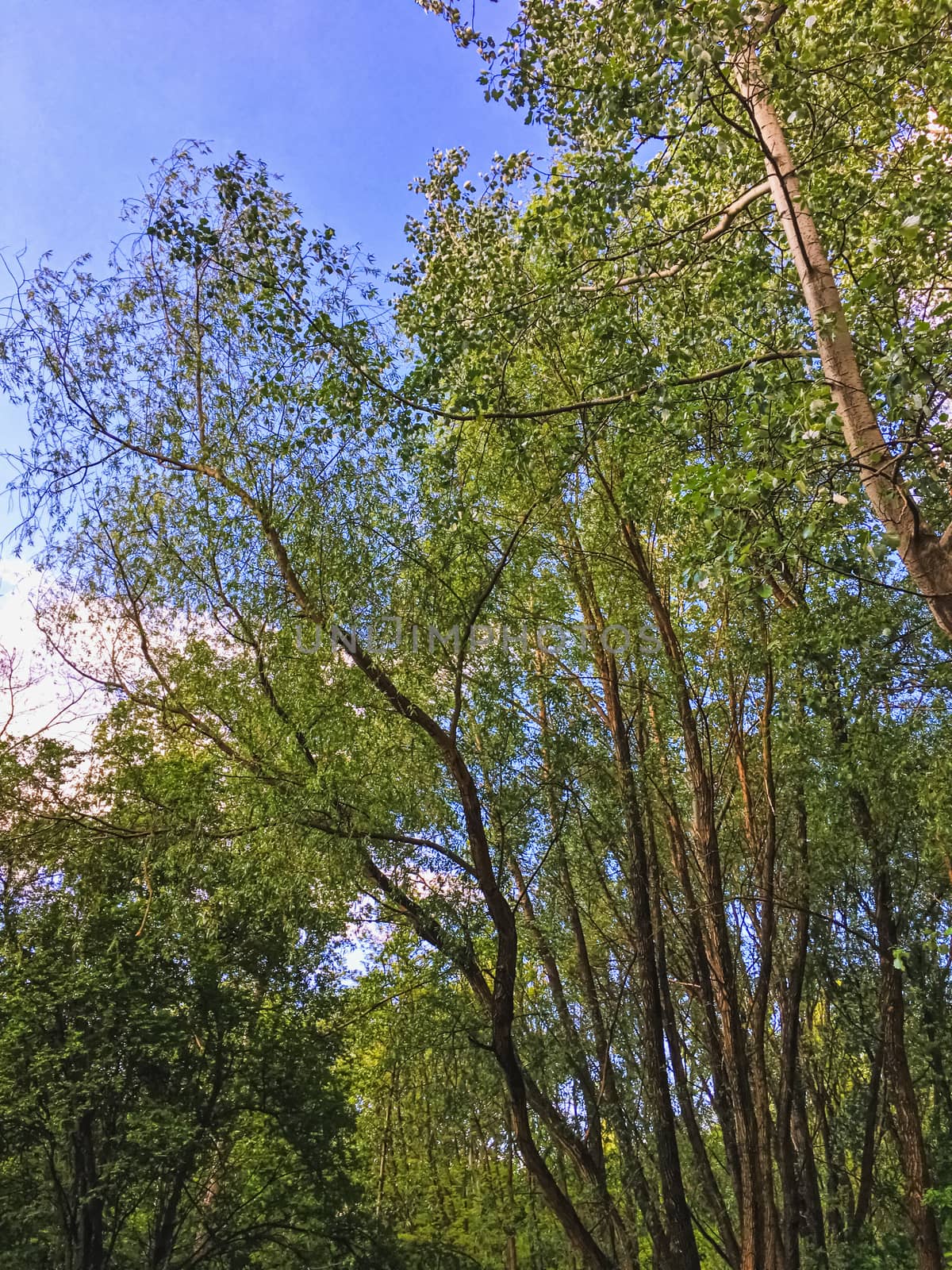 Countryside woods as rural landscape, amazing trees in green forest, nature and environment by Anneleven