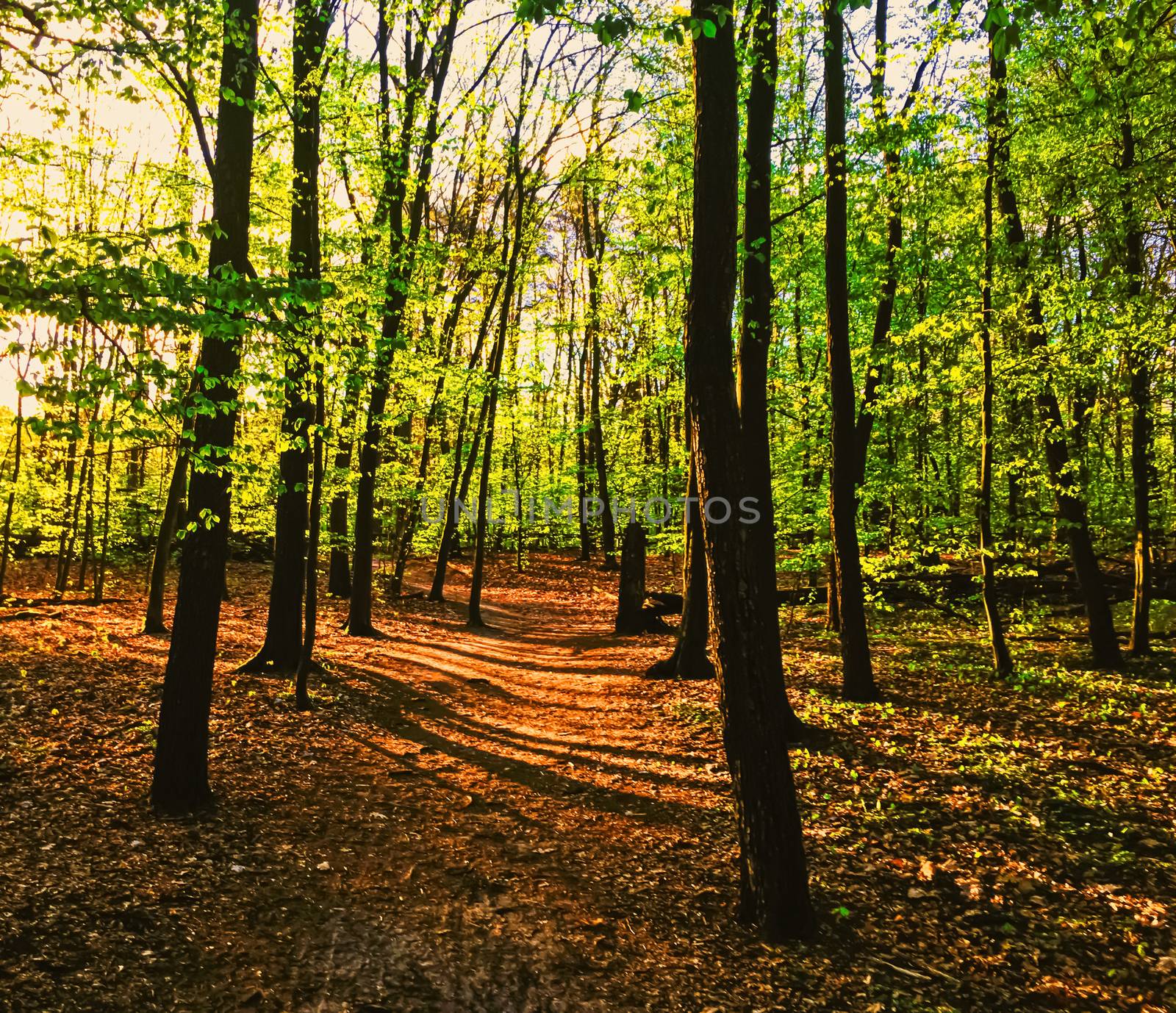 Spring forest landscape at sunset or sunrise, nature and environment