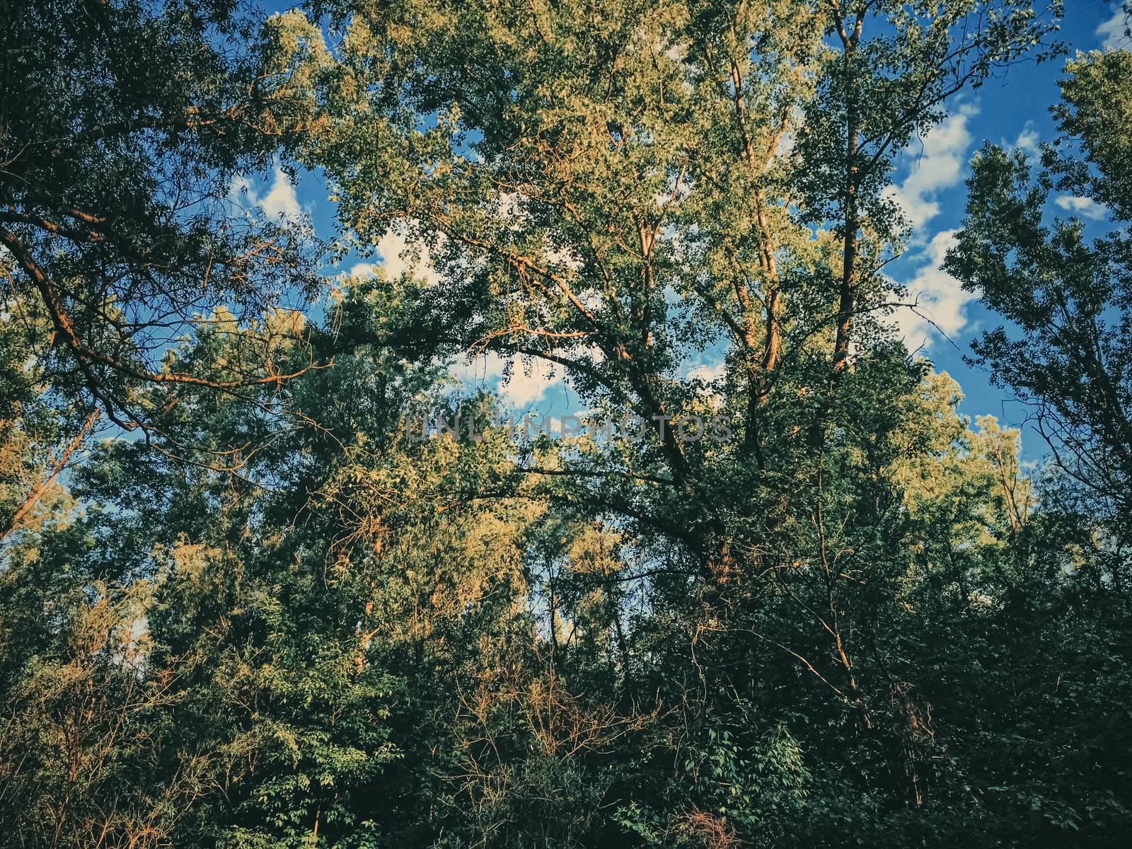 Mystery woods as wilderness landscape, amazing trees in green forest, nature and environment by Anneleven