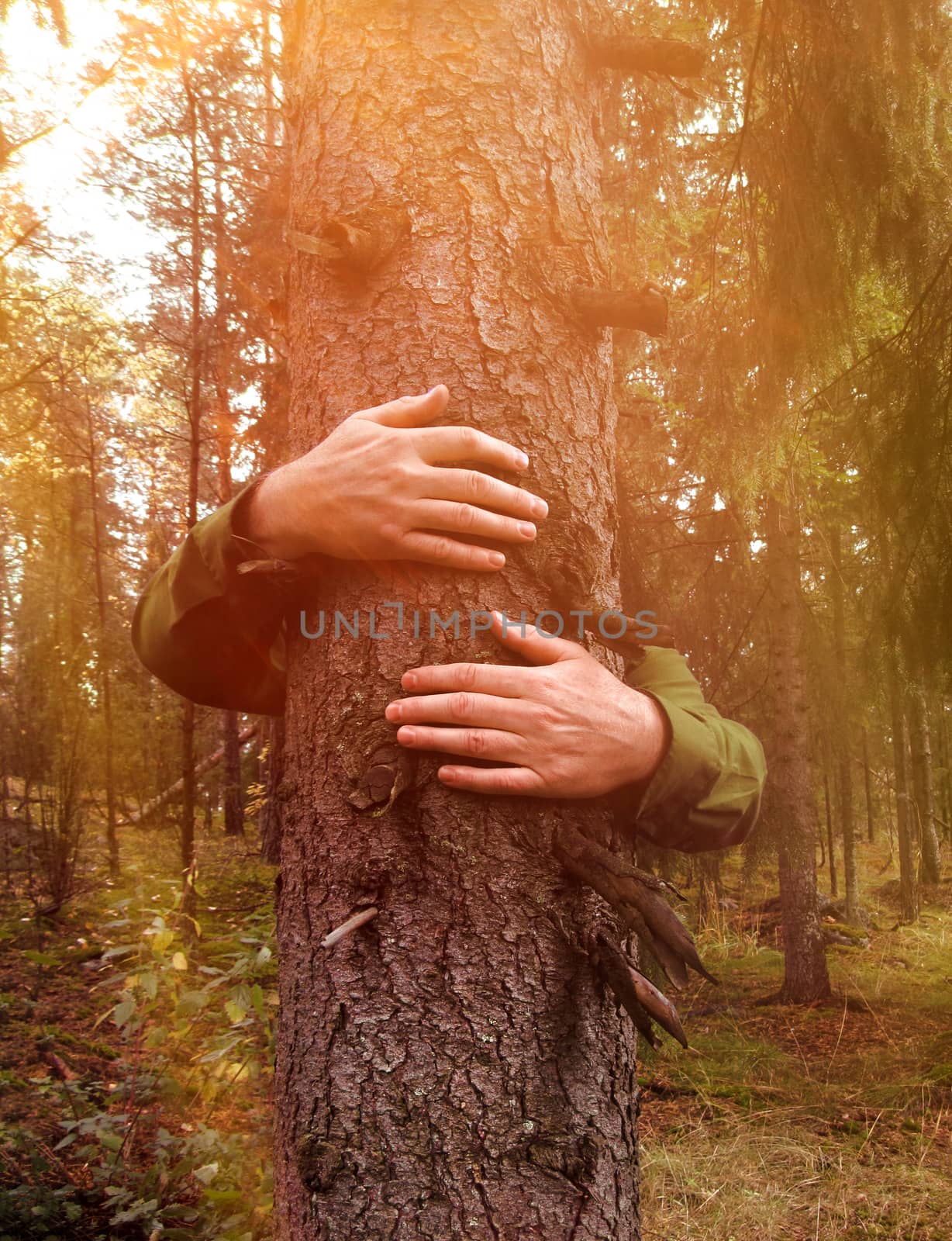 Hands wrapped around a spruce tree hugging, environmental concept