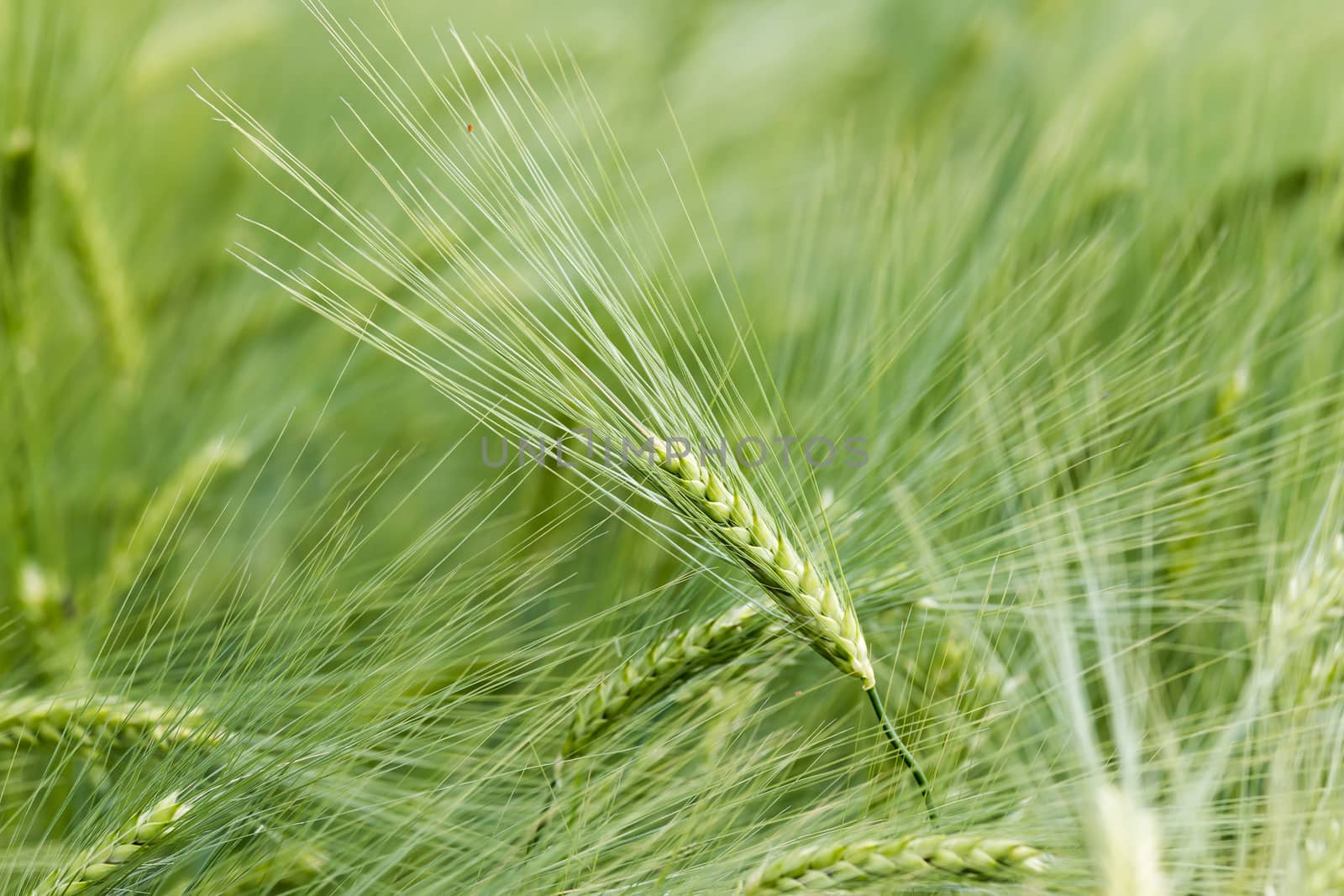 Green cereal on a grain field in spring