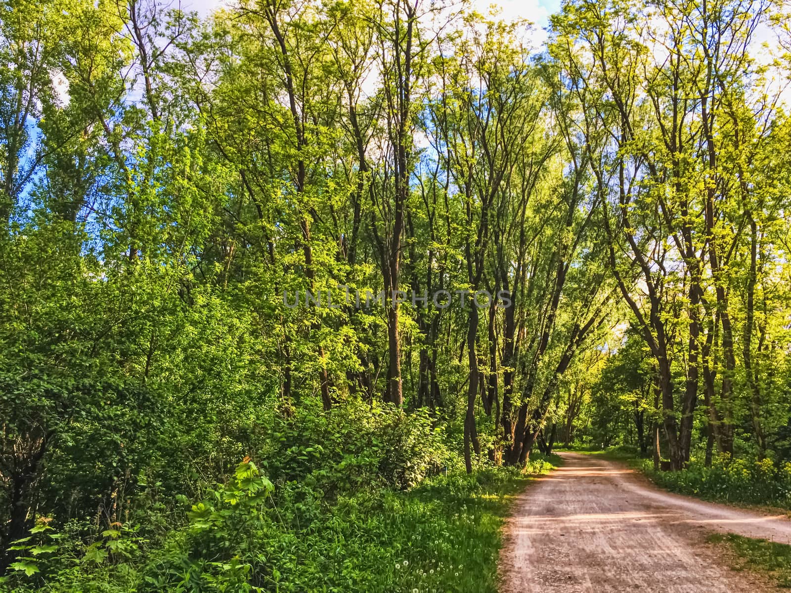 Countryside woods as rural landscape, amazing trees in green forest, nature and environment by Anneleven