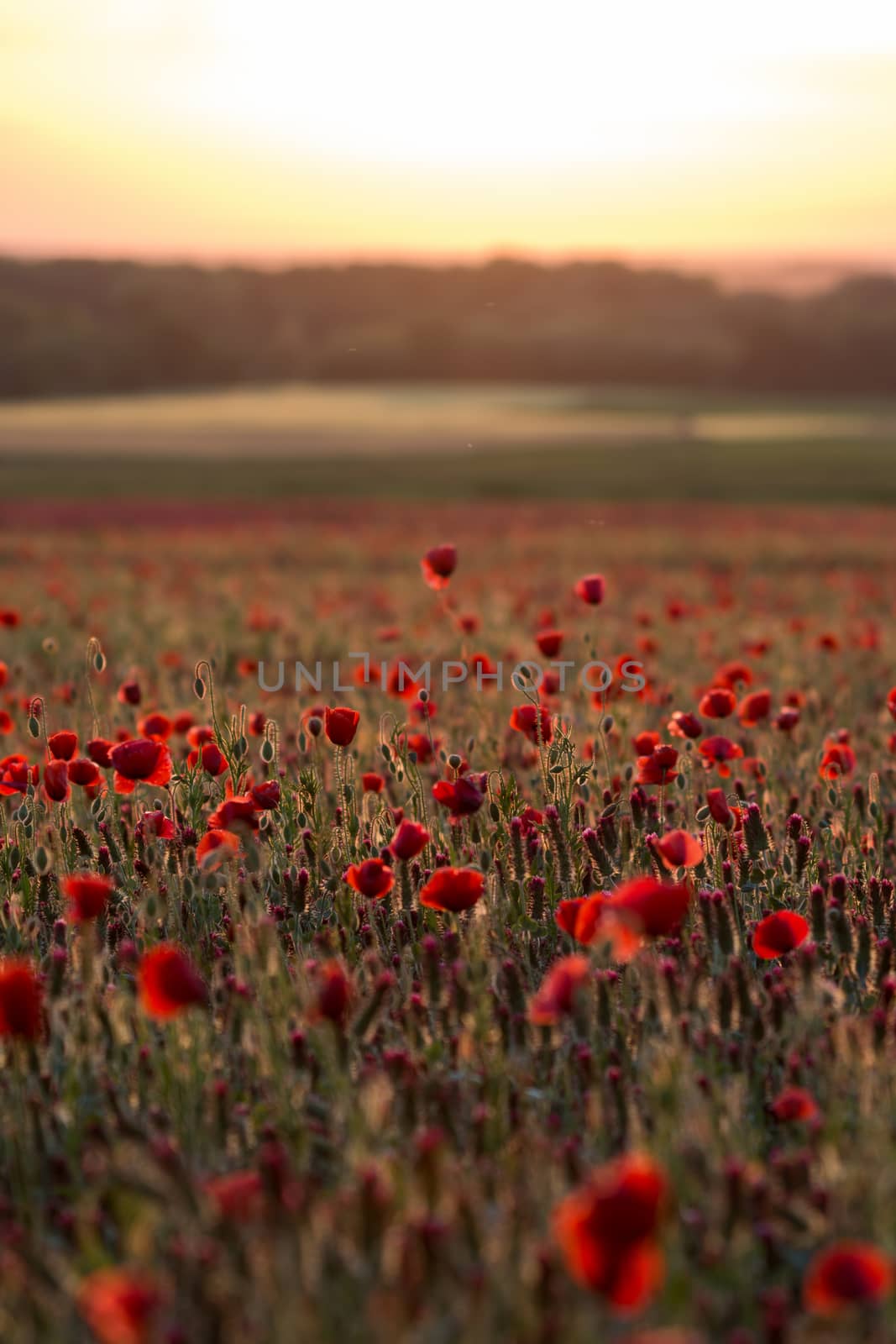 Poppy field in the sunset light