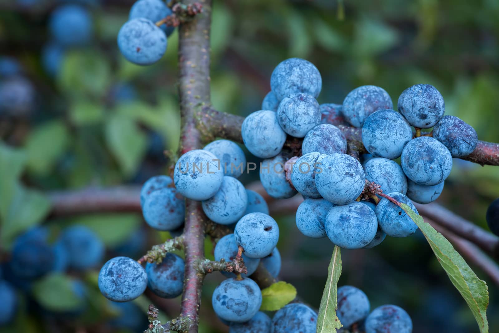 Sloe bush with many fruits by Digoarpi