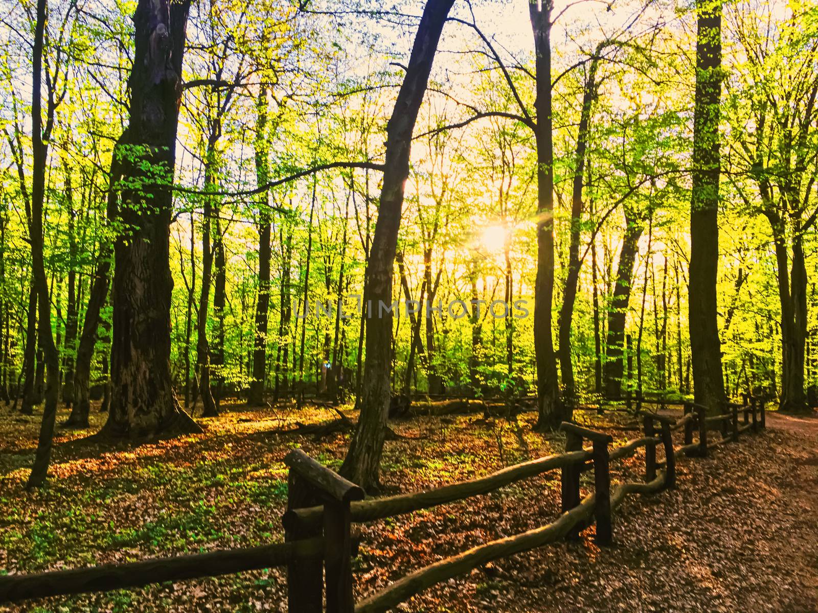 Spring forest landscape at sunset or sunrise by Anneleven