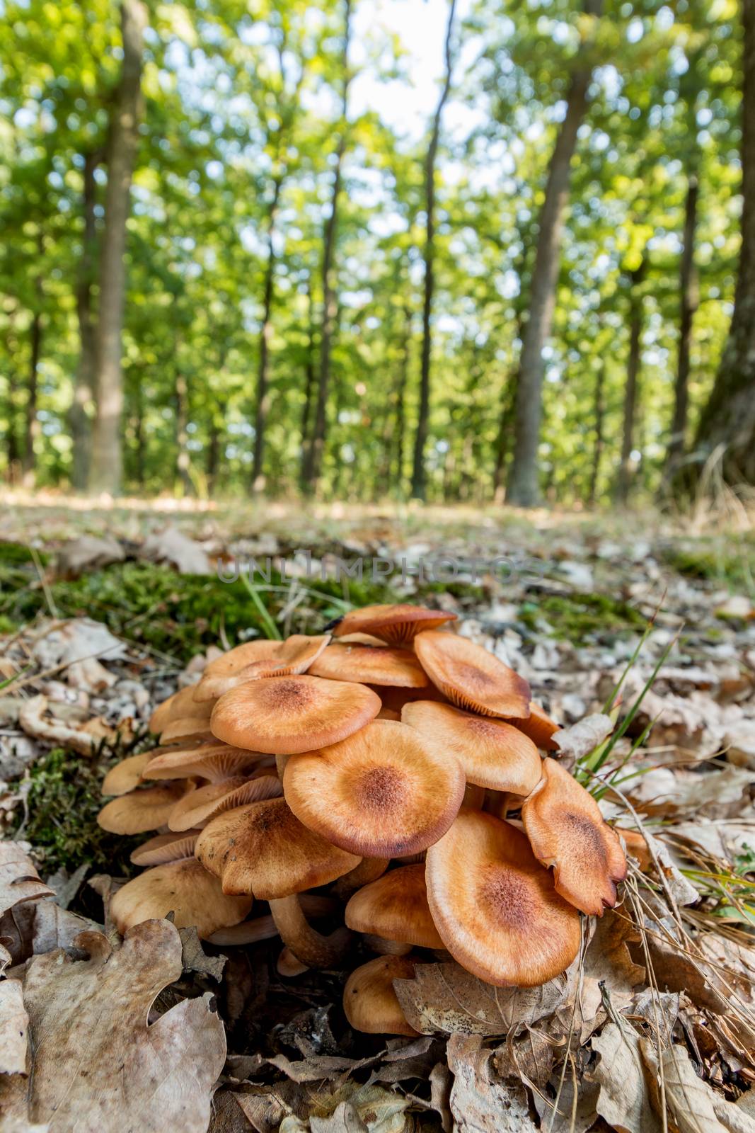 Ringless Honey Fungus (Armillaria tabescens) by Digoarpi