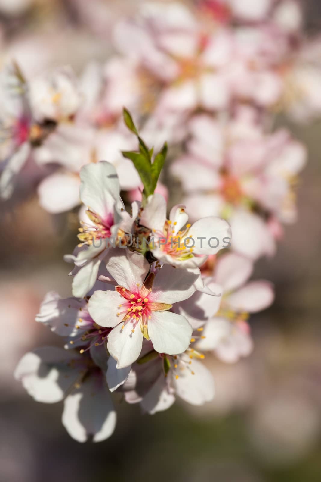 Close up of beautiful almond flowers in spring