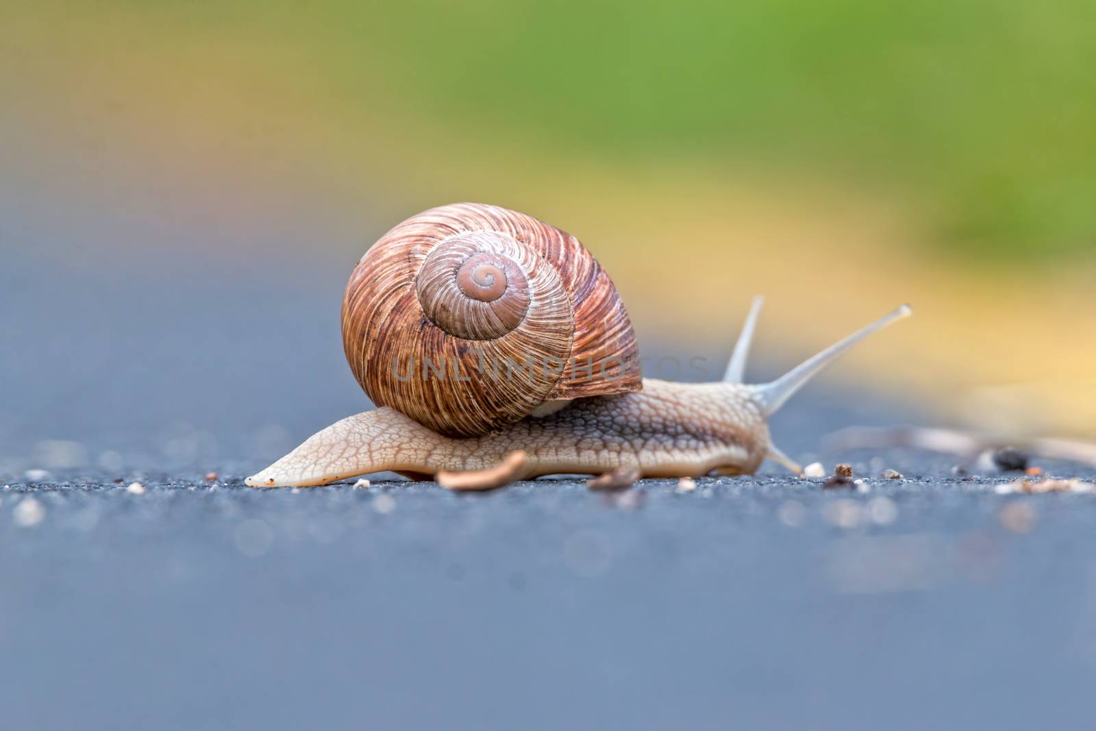 Burgundy snail (Helix pomatia) by Digoarpi