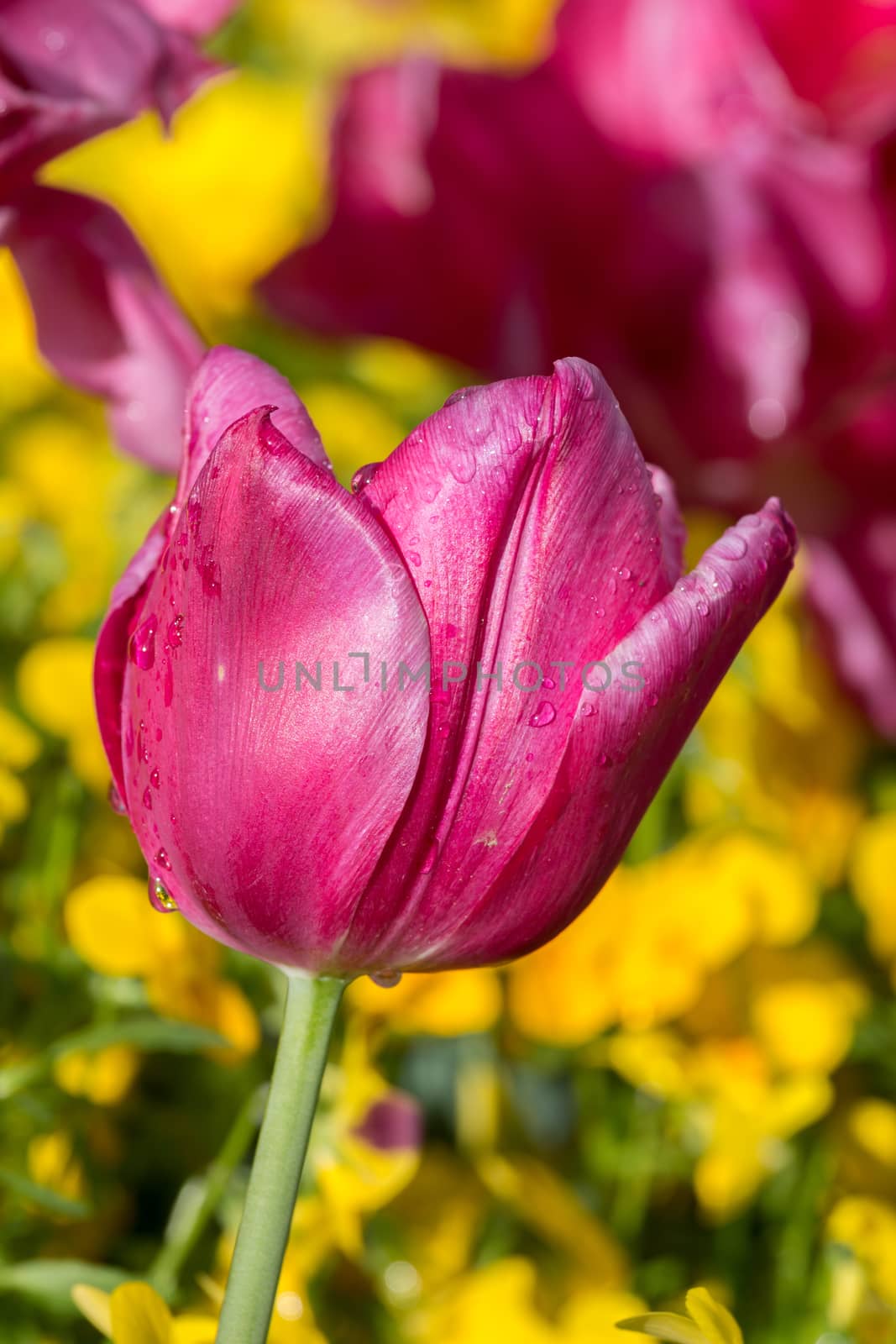 Beautiful purple tulip in spring