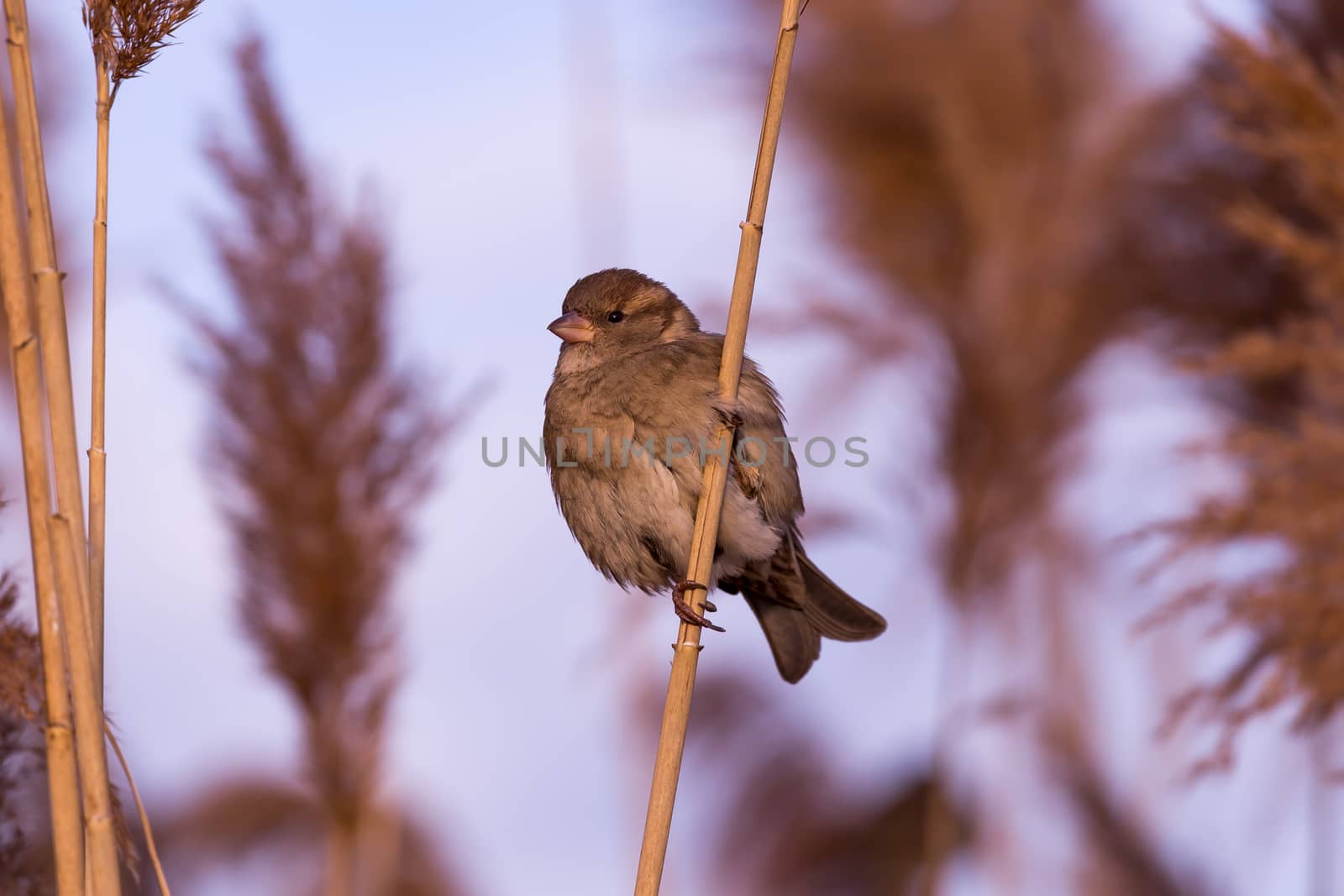Young female sparrow (Passer domesticus) by Digoarpi