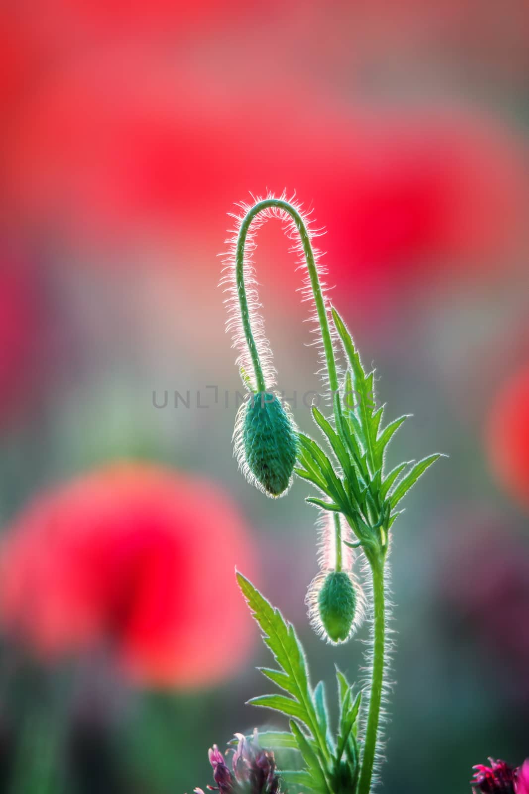 Close up of poppy flower bud