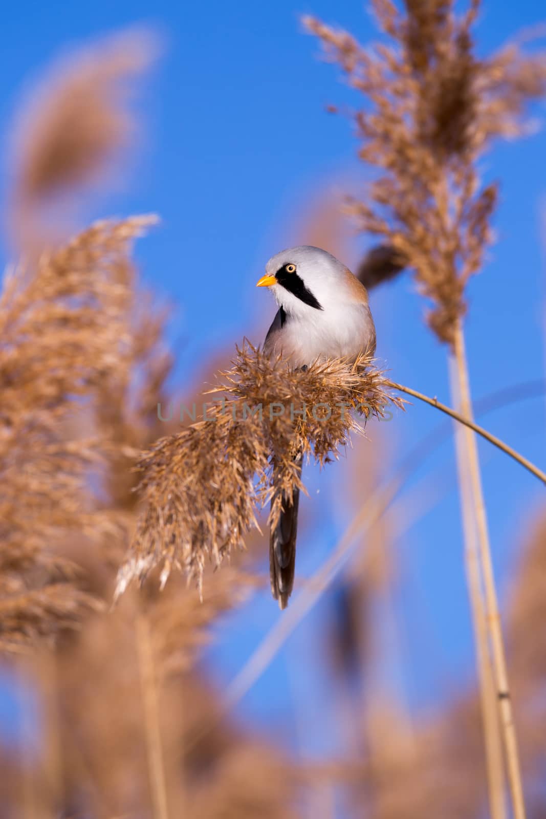 Bearded tit on the reed, male - reedling (Panurus biarmicus)