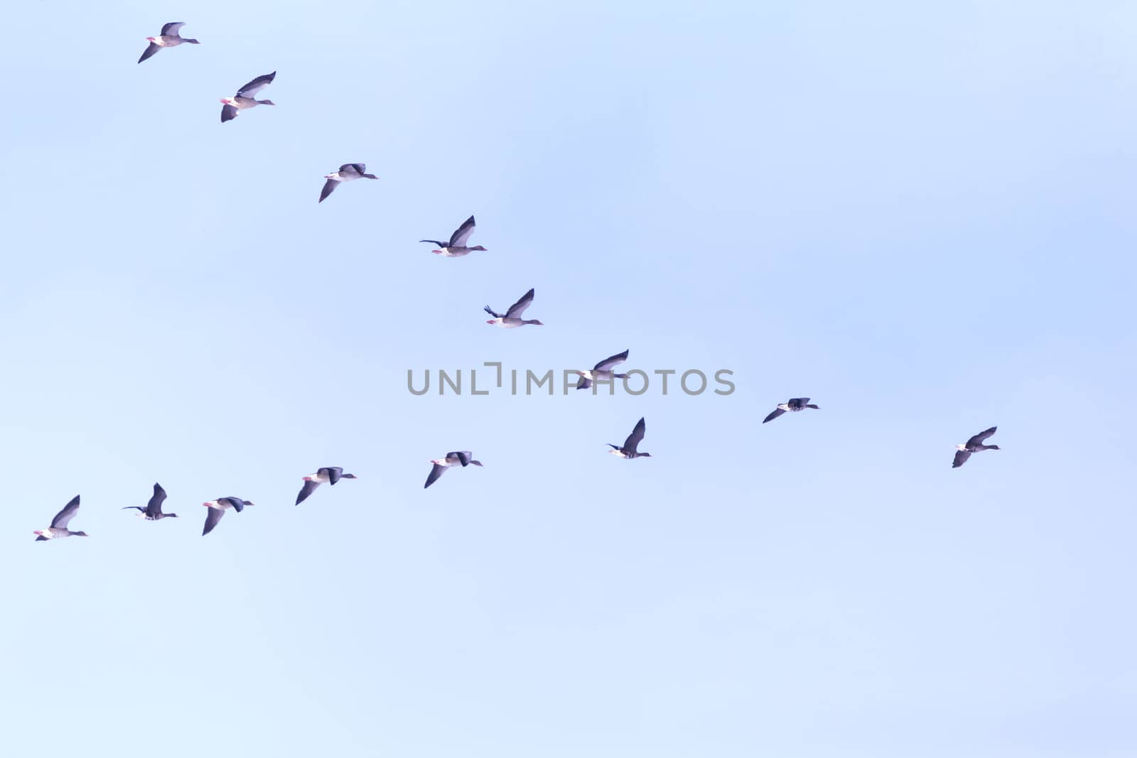 Flock of migrating bean geese