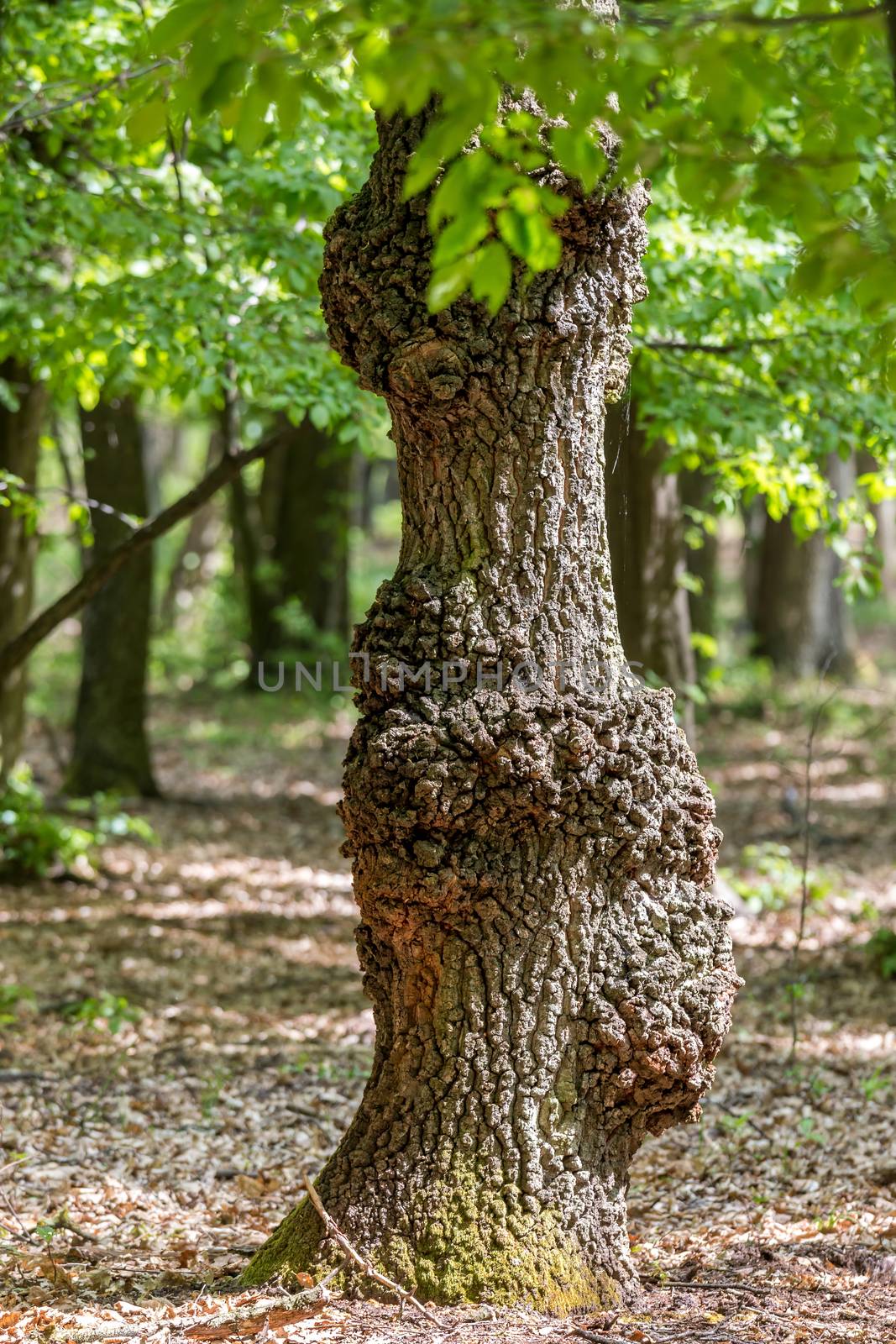 Oak tree by Digoarpi