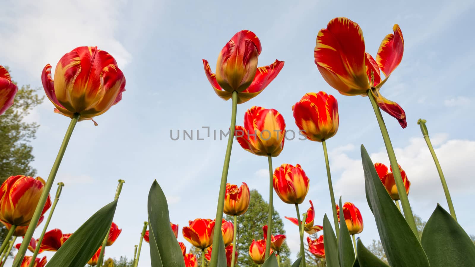 Beautiful red tulips in spring