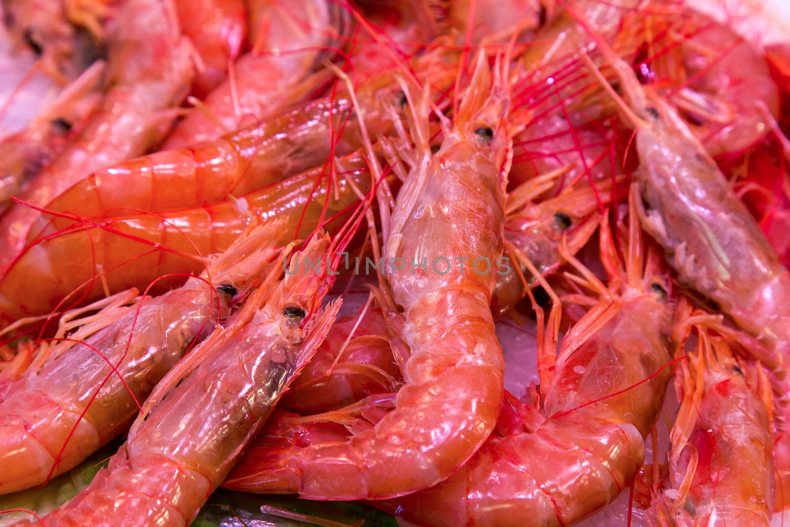Fresh shrimps in market. La boqueria Barcelona of Spain