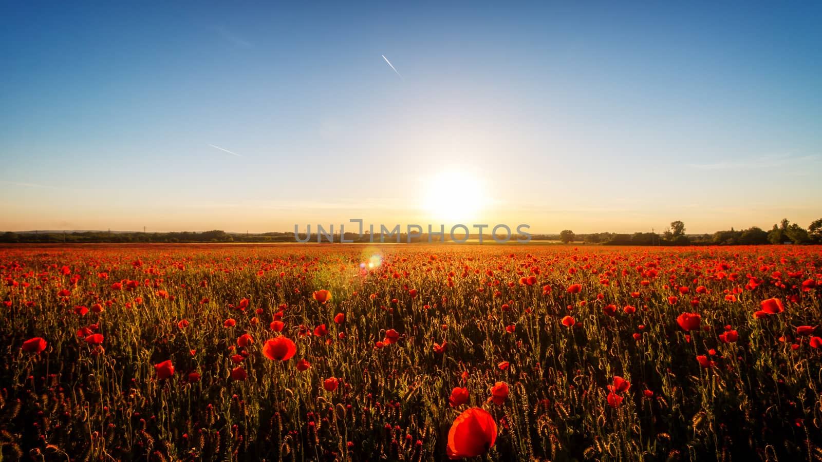 Sunset with poppies by Digoarpi
