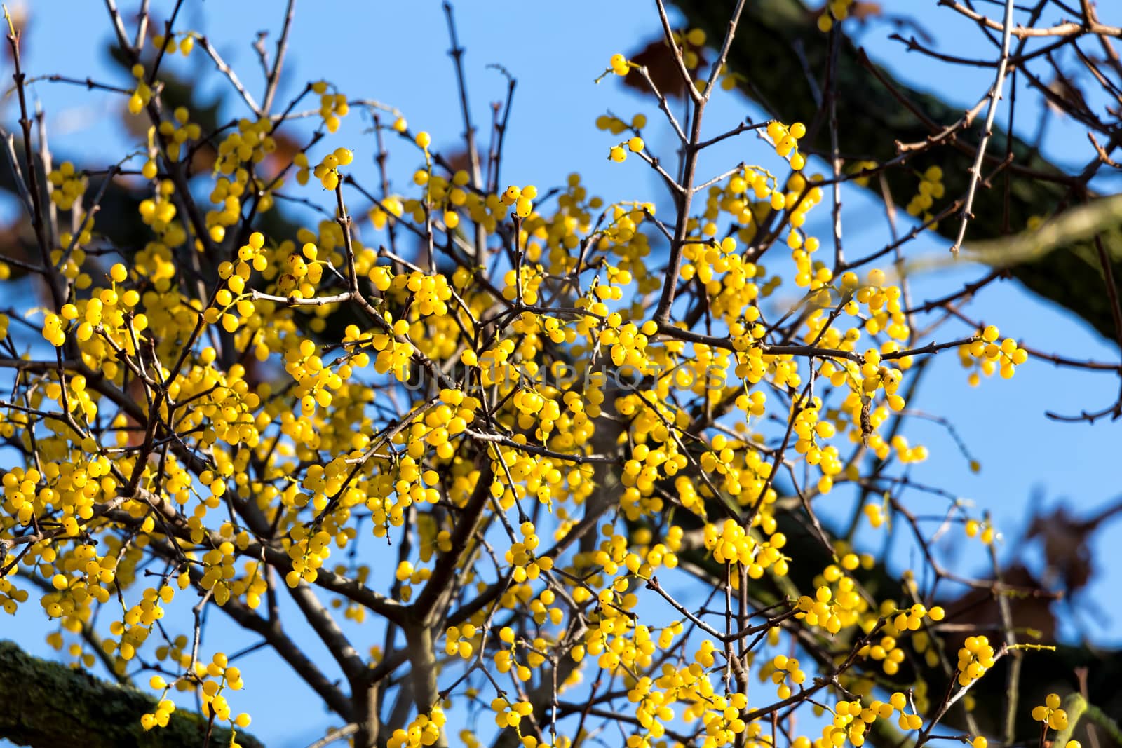 Yellow loranthus berris (Loranthus europaeus)