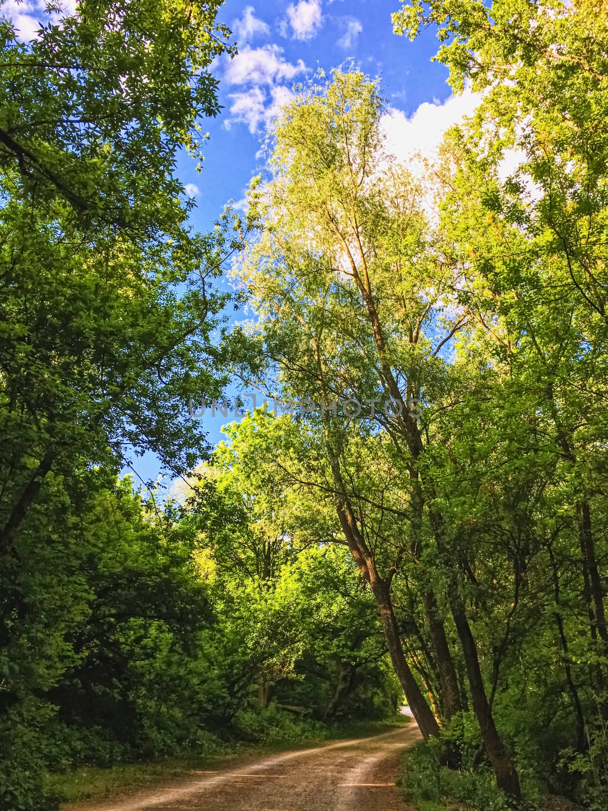 Countryside woods as rural landscape, amazing trees in green forest, nature and environment scenery