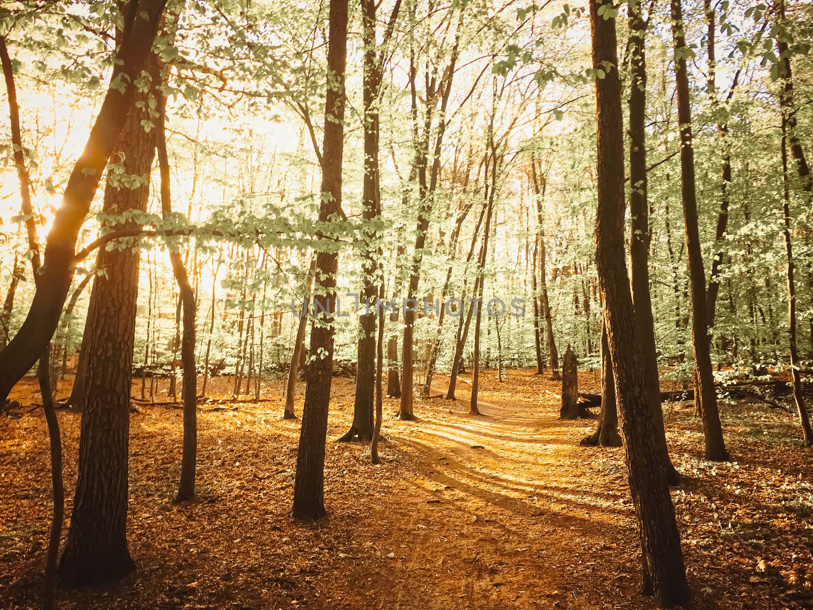 Spring forest landscape at sunset or sunrise, nature and environment