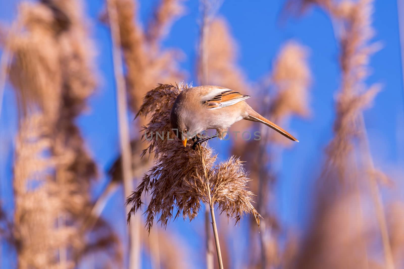 Bearded tit on the reed, male - reedling (Panurus biarmicus) by Digoarpi