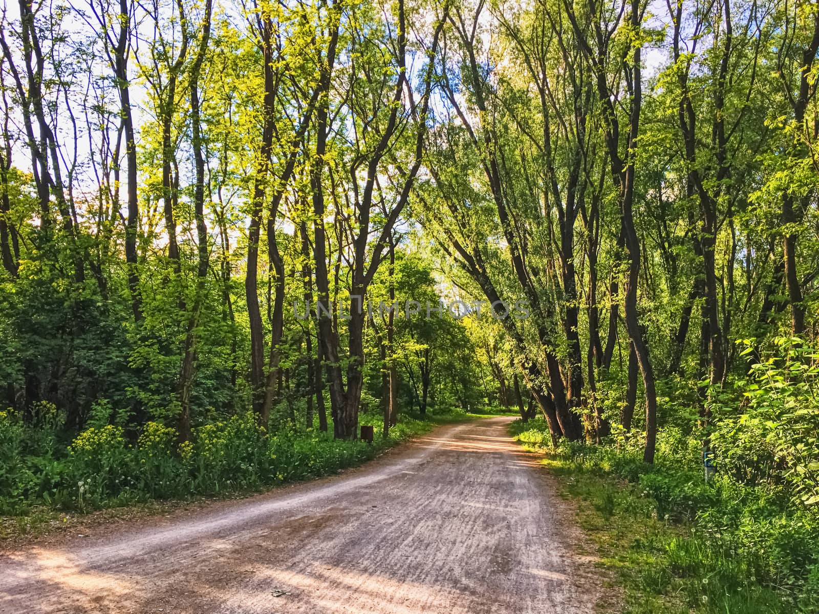 Countryside woods as rural landscape, amazing trees in green forest, nature and environment by Anneleven