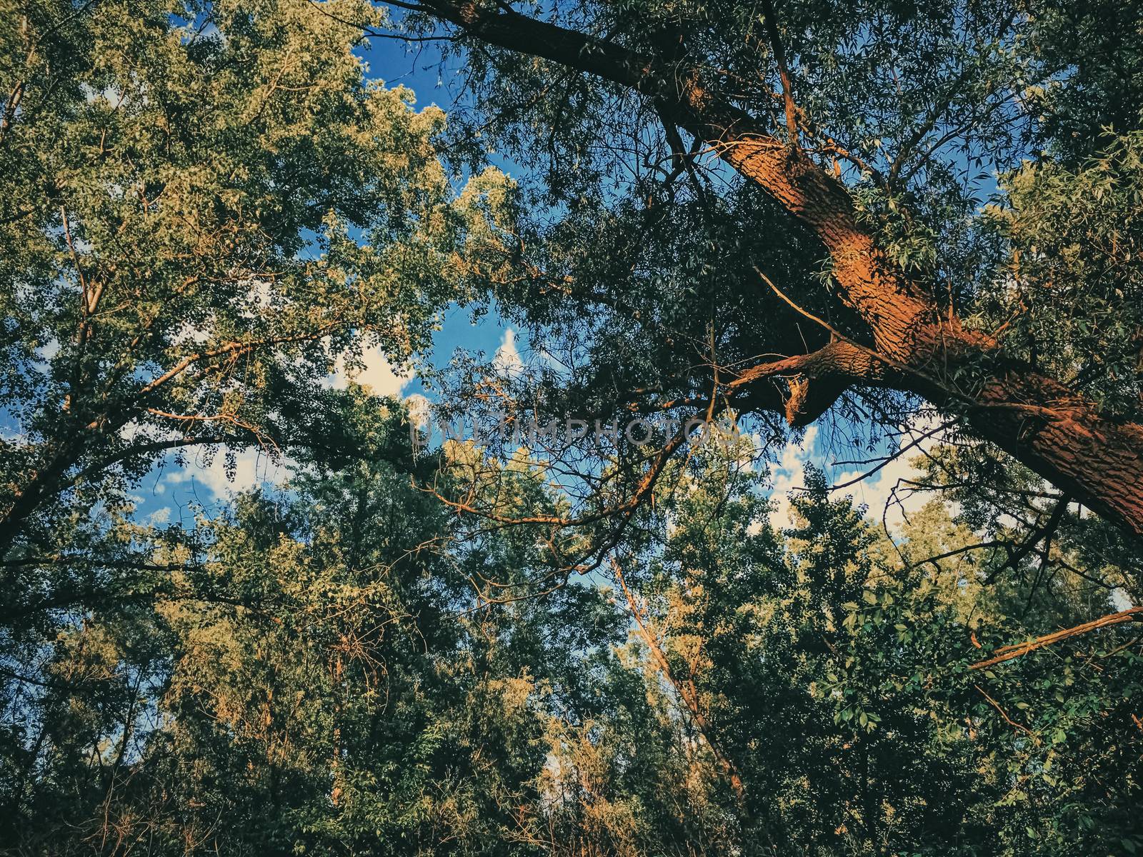 Mystery woods as wilderness landscape, amazing trees in green forest, nature and environment by Anneleven