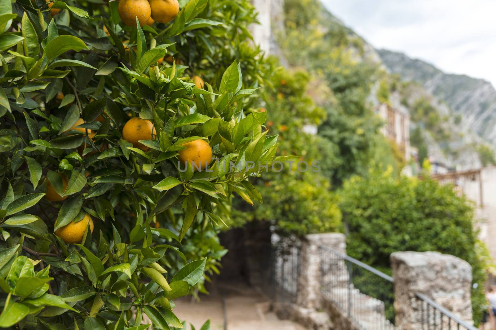 Limone, Lake Garda, Italy, Europe, August 2019, the Limonaia del Castel