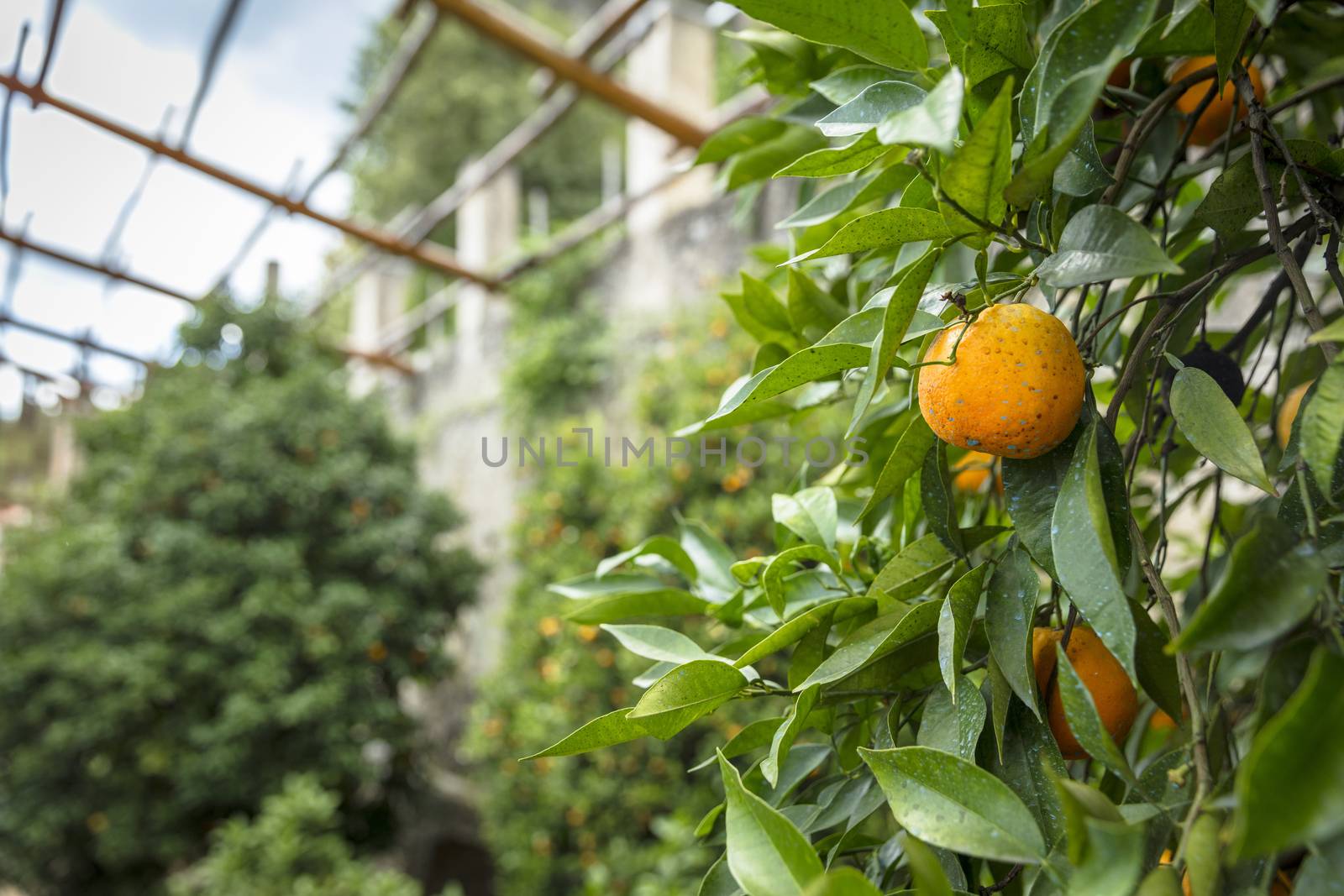 Limone, Lake Garda, Italy, Europe, August 2019, the Limonaia del Castel