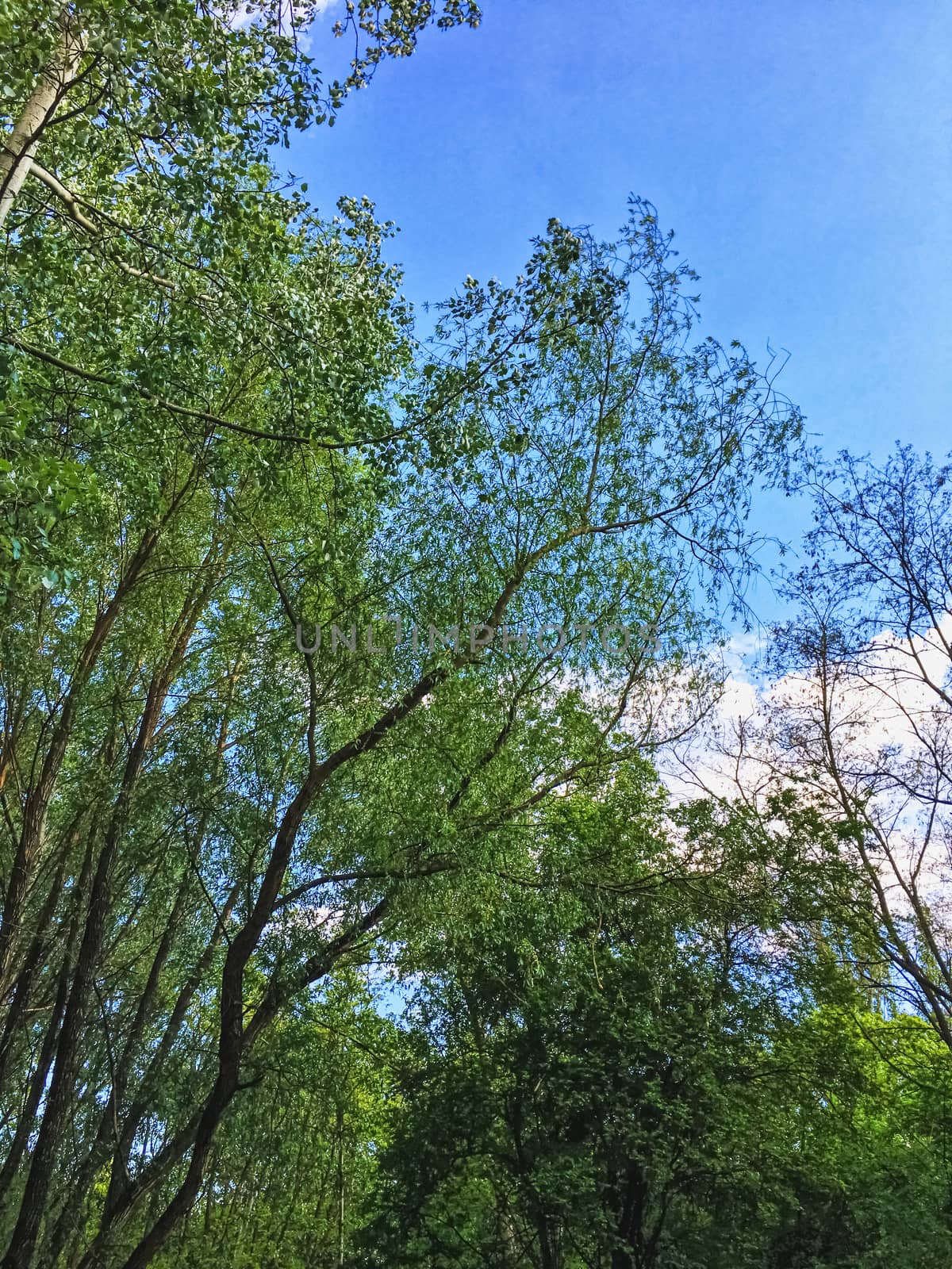 Countryside woods as rural landscape, amazing trees in green forest, nature and environment by Anneleven