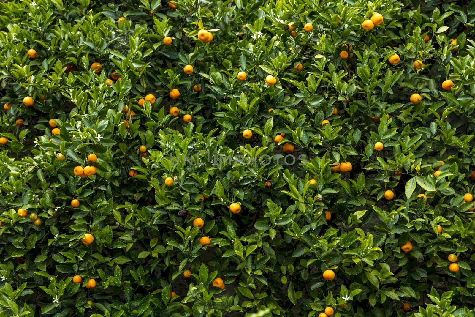 Limone, Lake Garda, Italy, Europe, August 2019, Limonaia del Cas by ElectricEggPhoto