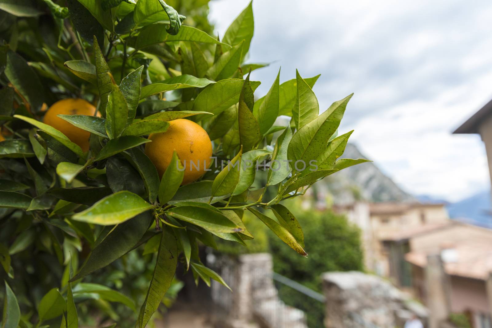 Limone, Lake Garda, Italy, Europe, August 2019, the Limonaia del Castel