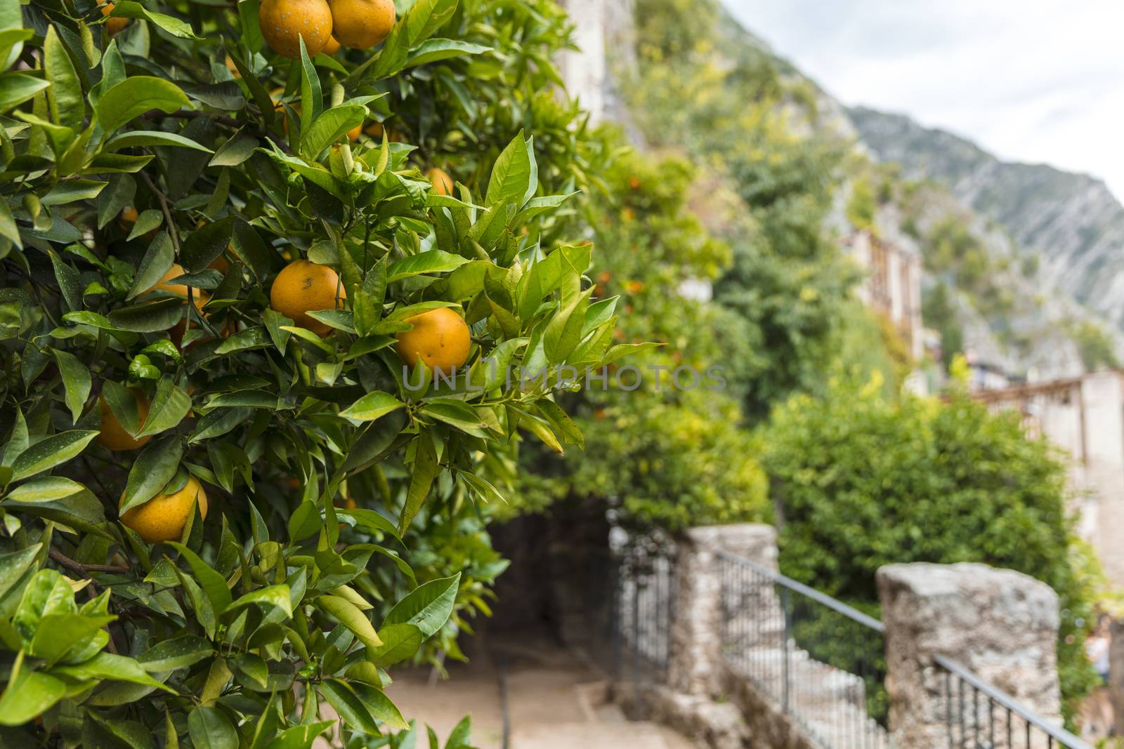 Limone, Lake Garda, Italy, Europe, August 2019, Limonaia del Cas by ElectricEggPhoto