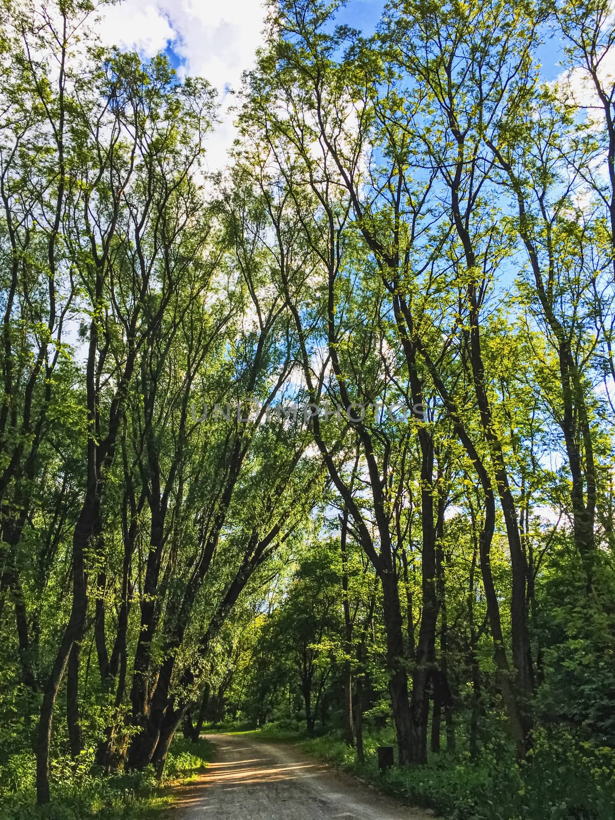 Countryside woods as rural landscape, amazing trees in green forest, nature and environment by Anneleven