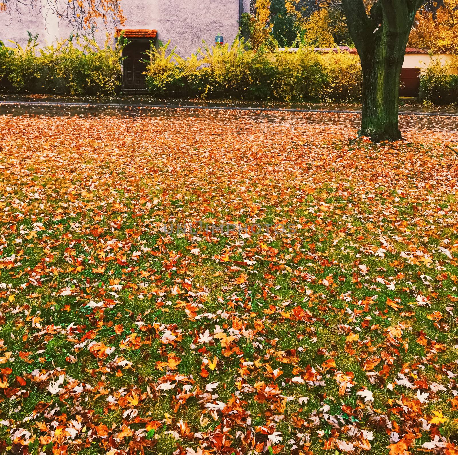 Autumn nature in park, fall leaves and trees outdoors by Anneleven