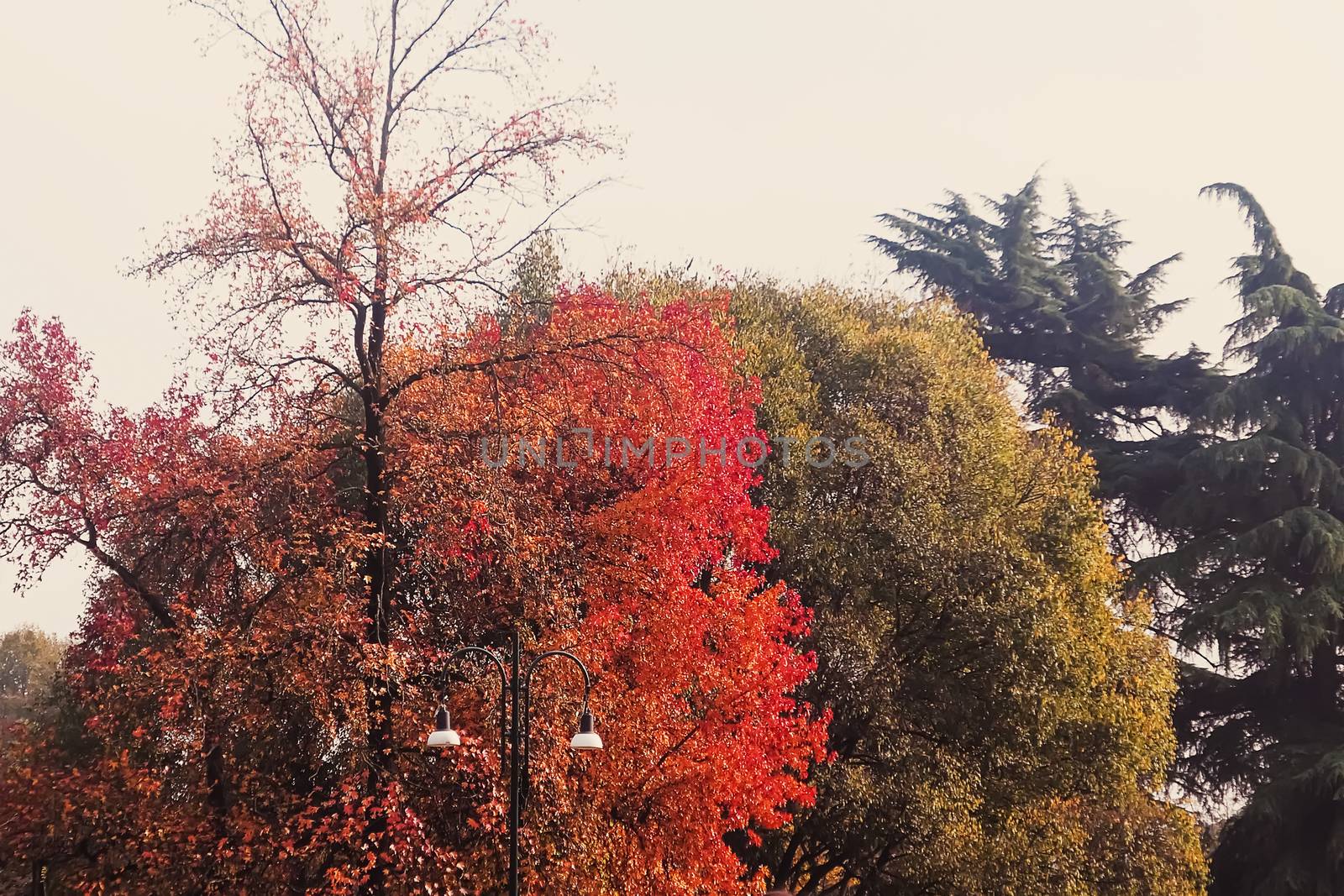 Autumn nature in park, fall leaves and trees outdoors in Milan, Lombardy region in Northern Italy by Anneleven