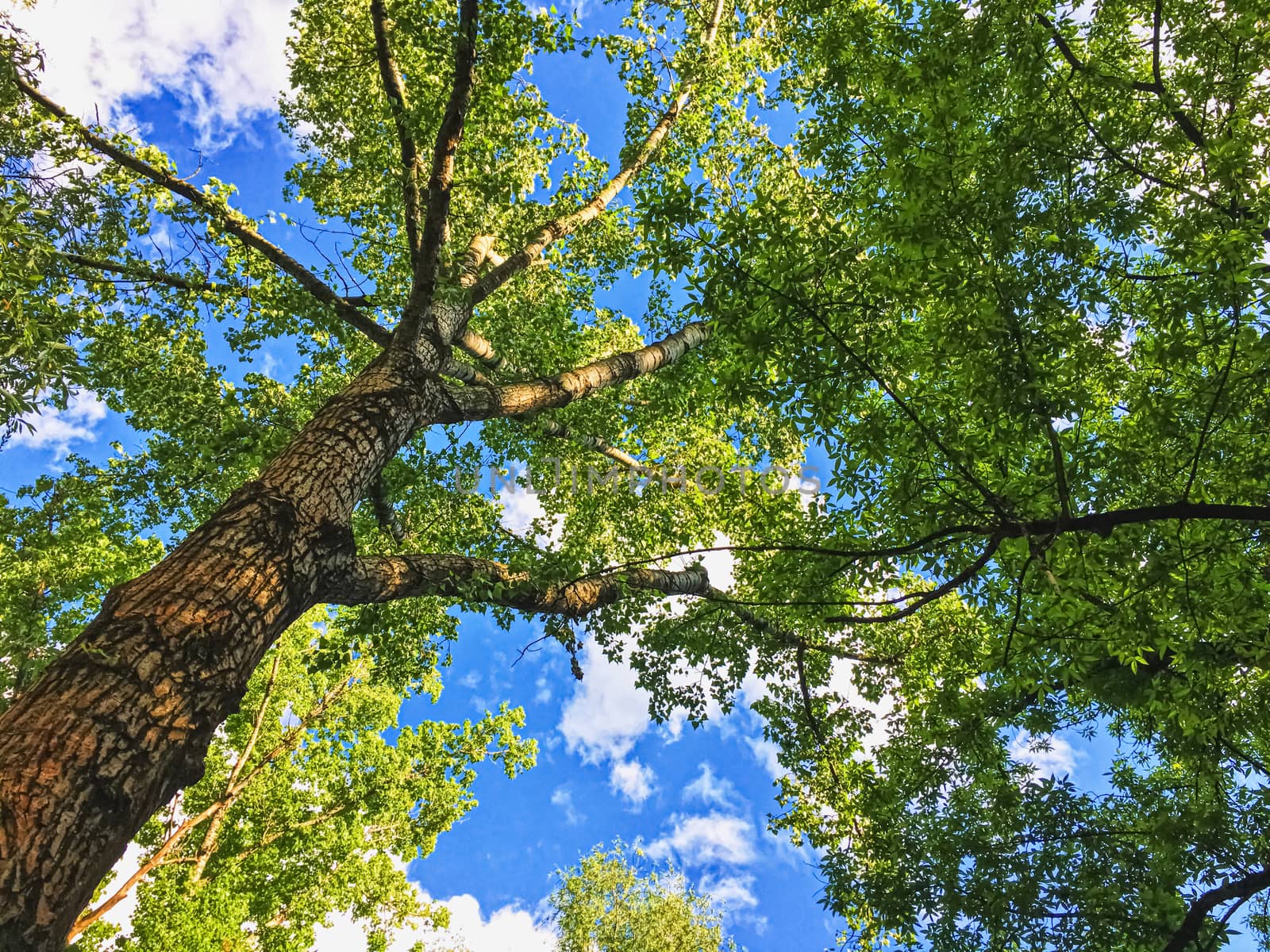 Countryside woods as rural landscape, amazing trees in green forest, nature and environment by Anneleven