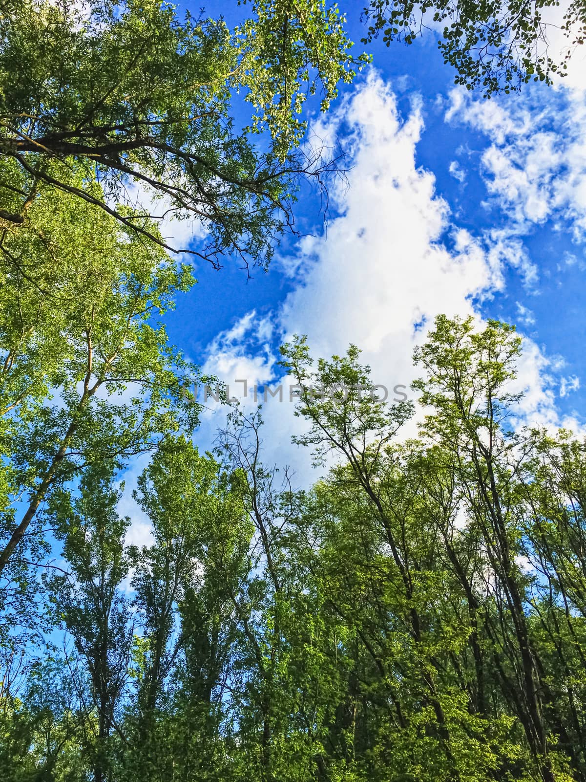 Countryside woods as rural landscape, amazing trees in green forest, nature and environment by Anneleven