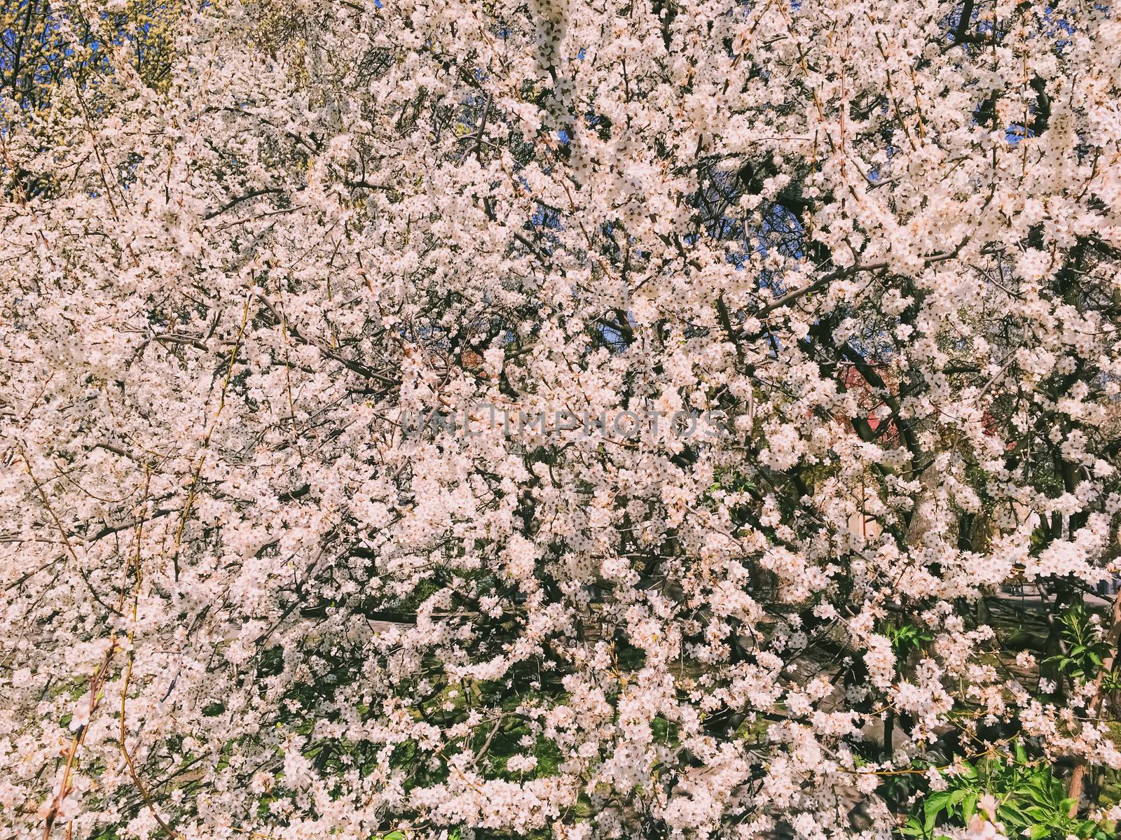 Blooming apple tree flowers in spring as floral background, nature and agriculture